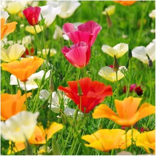 Mixed California Poppy Seeds For Planting (Eschscholzia californica)