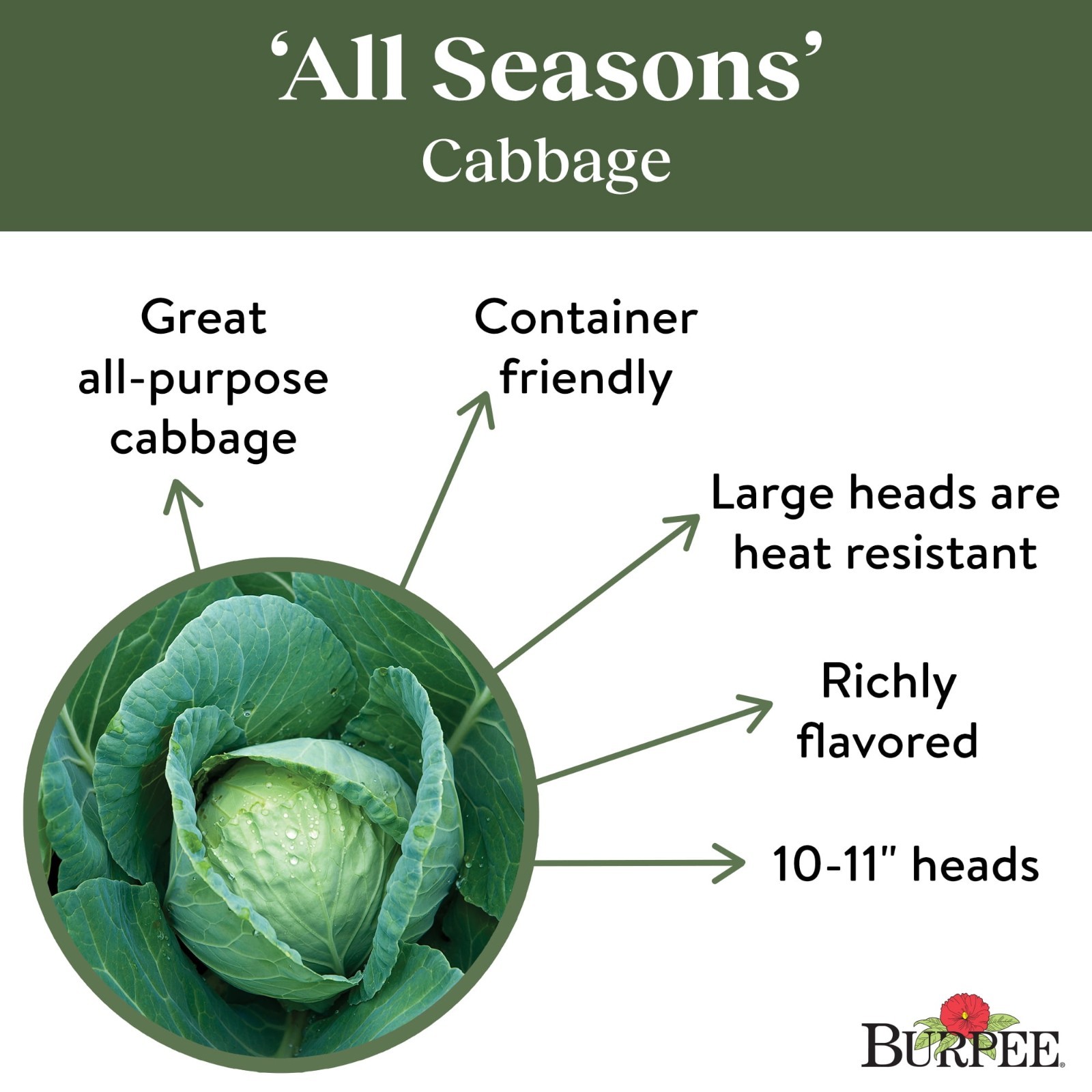 Burpee Organics All Seasons Cabbage Seeds 880mg, 1-Pack
