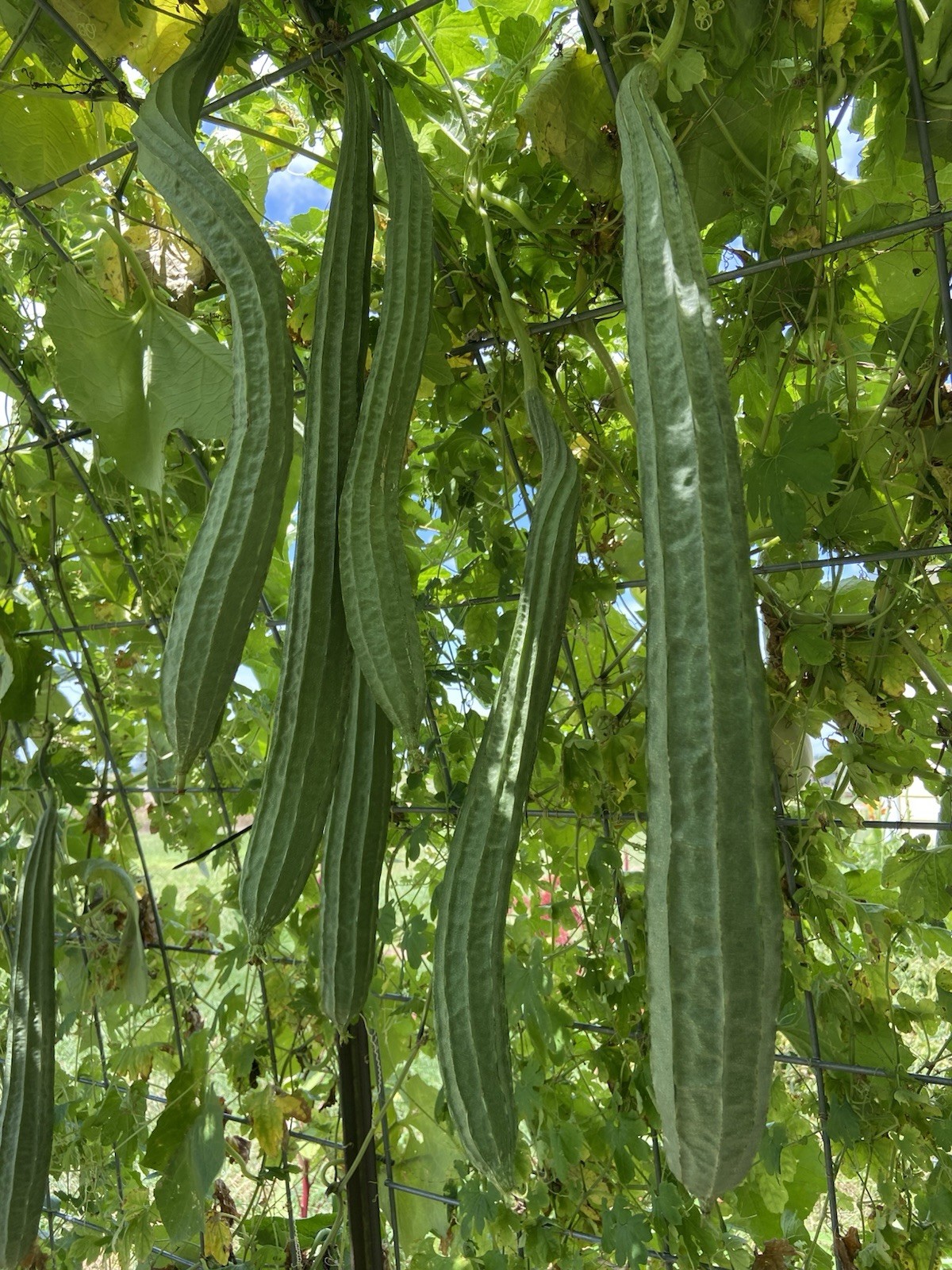 LUFFA (RIDGE GOURD) – 15 Fresh Seeds – FREE Shipping