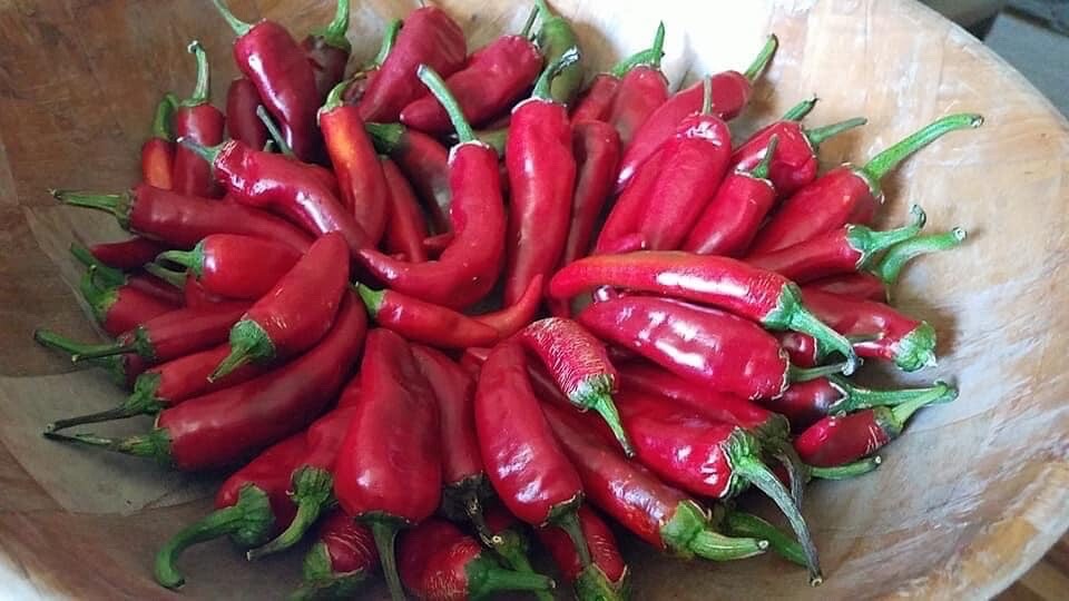 Organic Sweet Paprika PEPPER, Fuscher Paprika -30 Heirloom Seeds