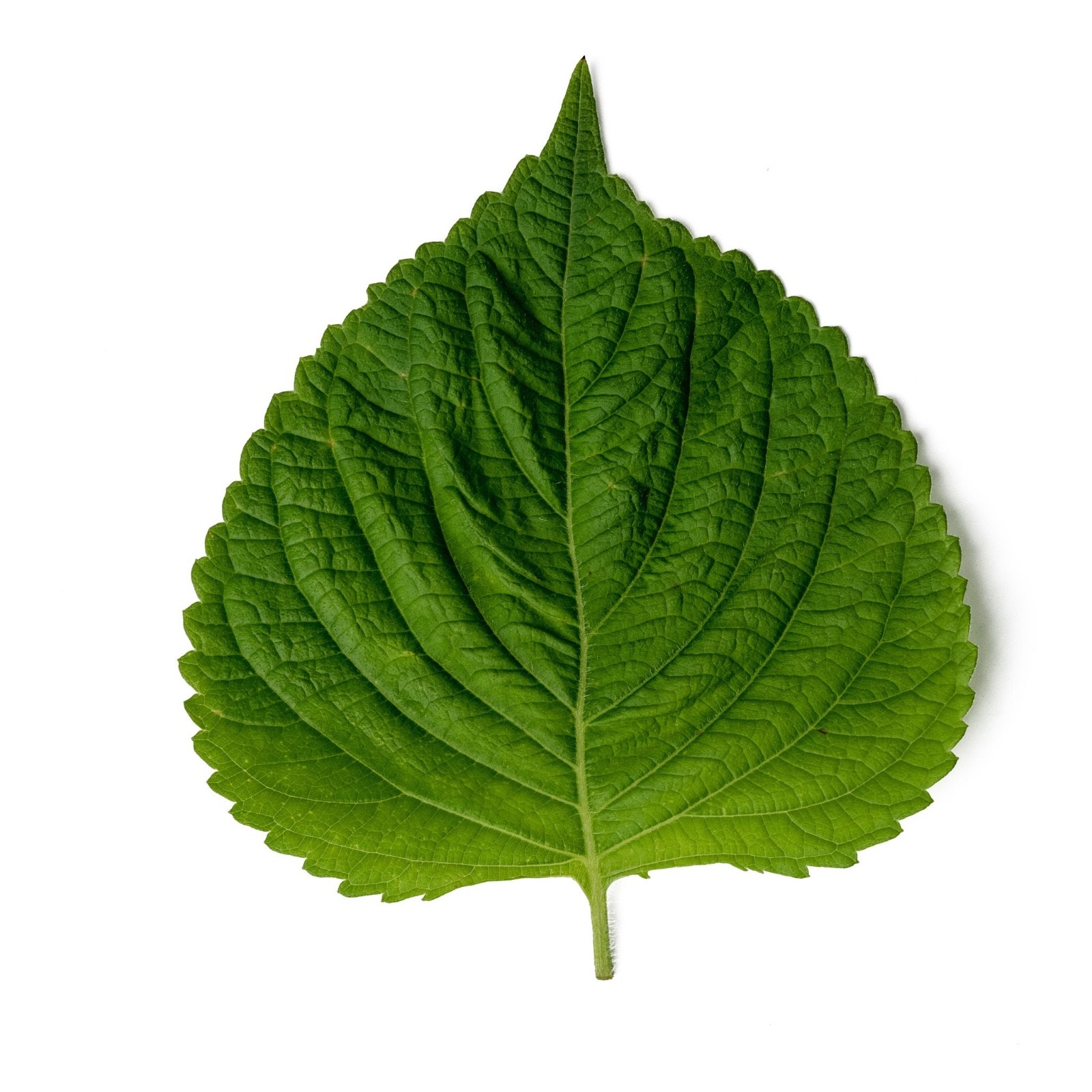 Green Perilla Herb/Shiso 30 Seeds