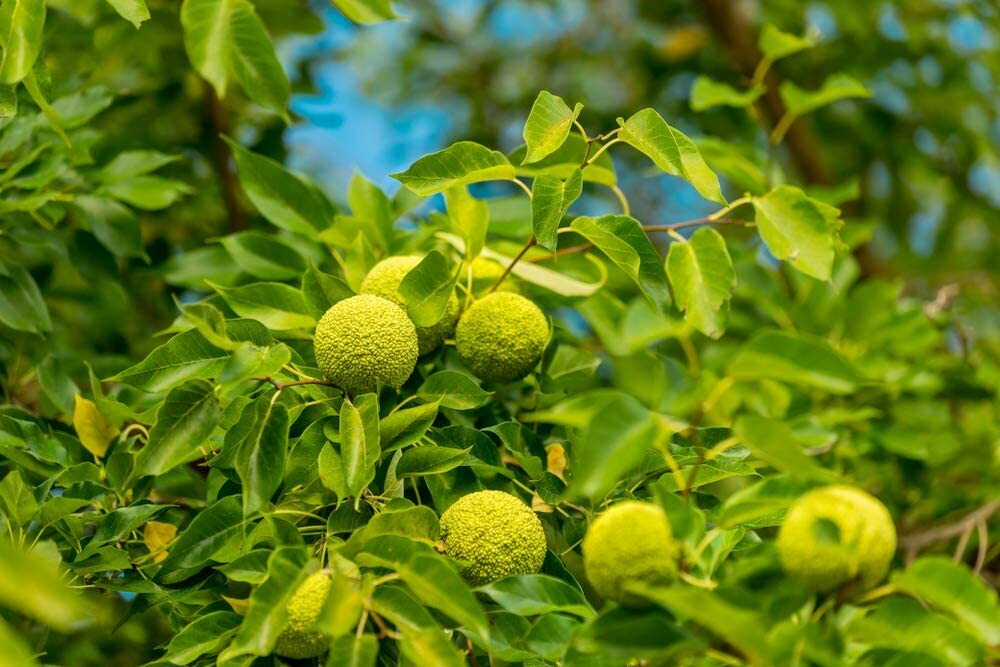 20 Osage Orange Tree Seeds Exotic Fruit Tree