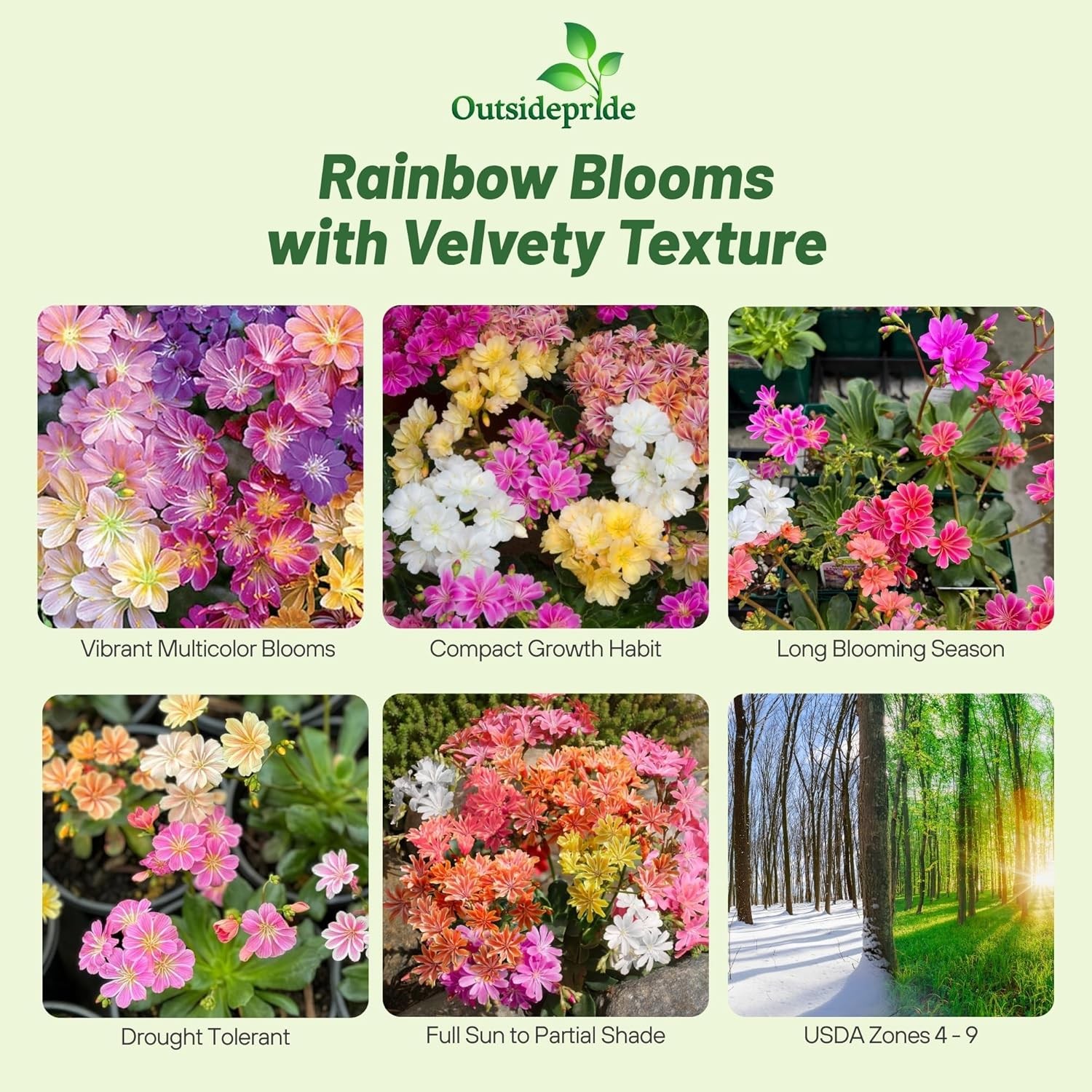 50 Seeds Lewisia Seeds – Lewisia Rainbow Hybrids Flower Seed Mix