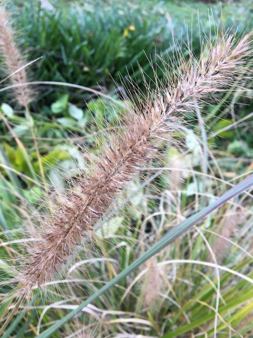 White Fountain Mountain Grass Perennial Ornamental Grass 100 + Seeds USA Seller