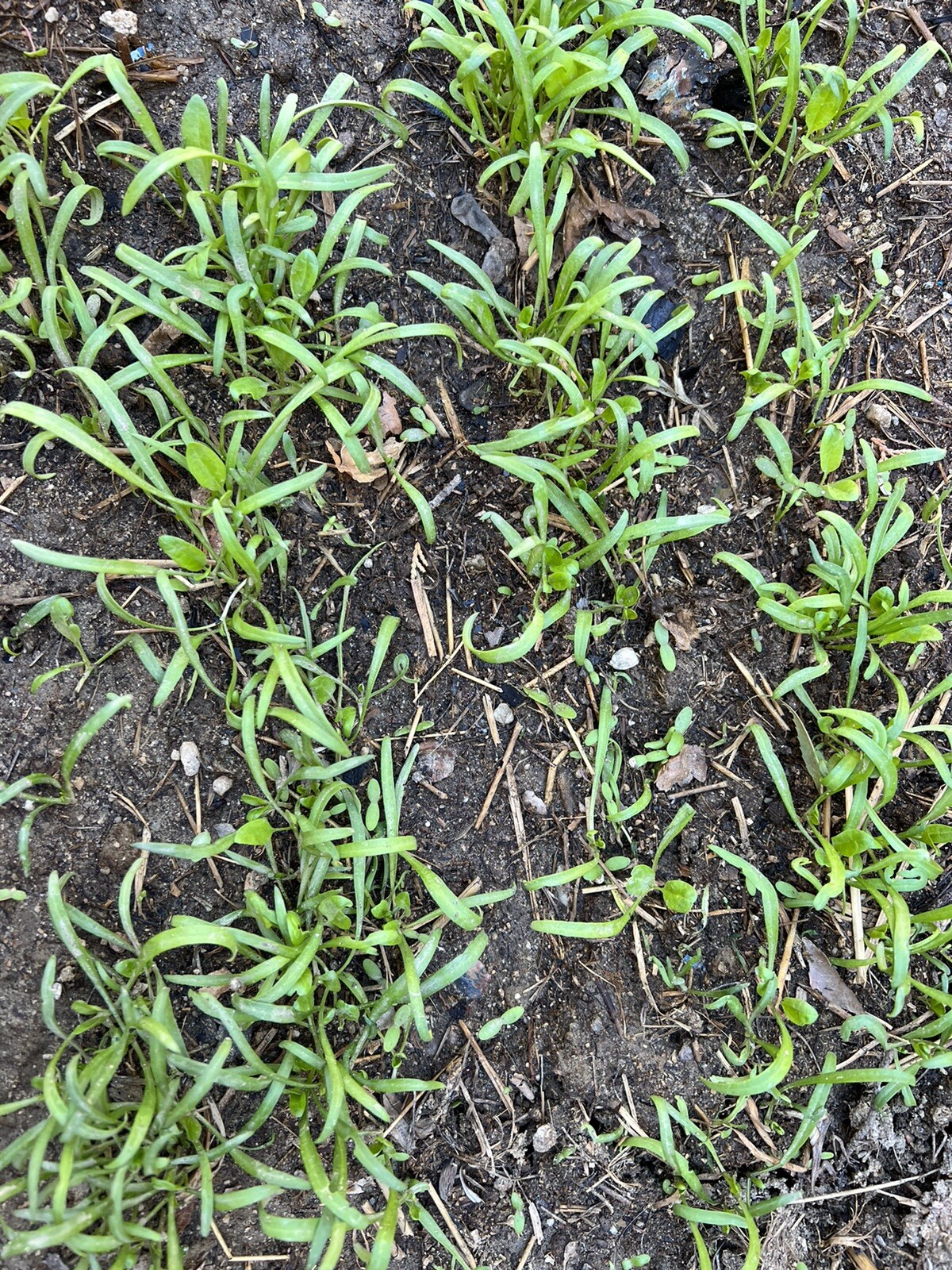 300+Giant Noble Large Leaves spinach seeds 300多粒大叶菠菜种子 2023年新种子