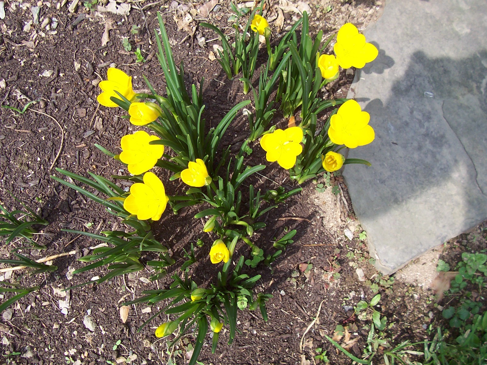 10 LARGE Fall Blooming Crocus Bulbs Autumn Daffodil Sternbergia Lutea Live Plant