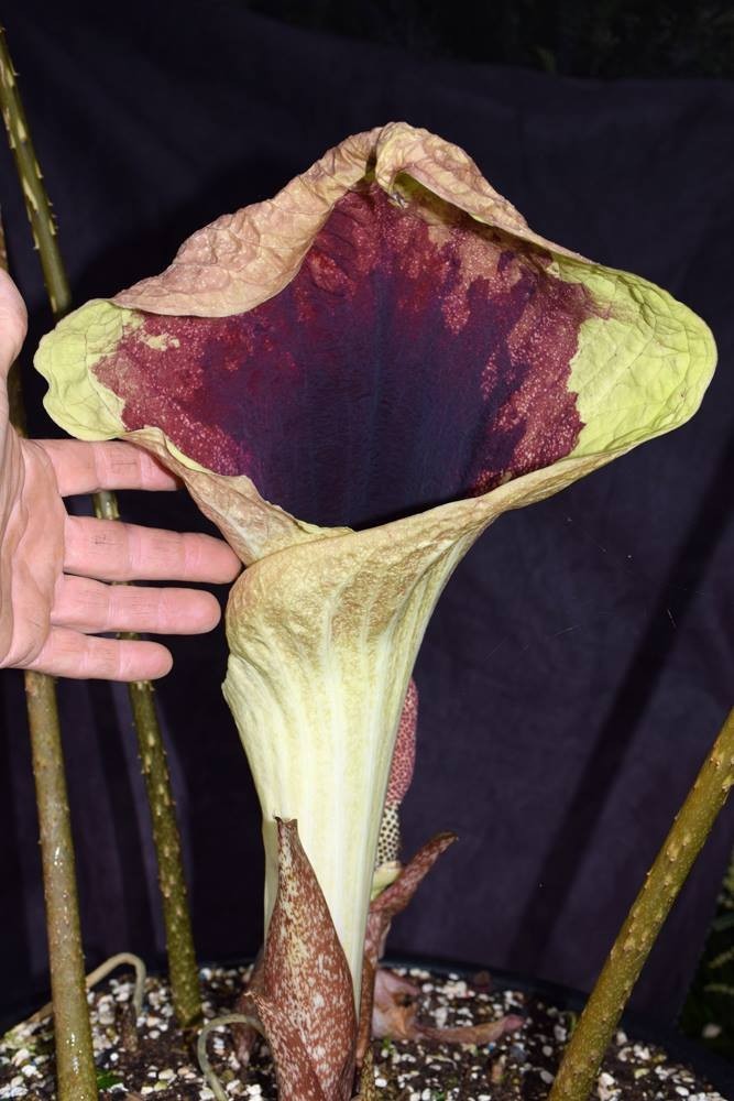 Pseudohydrosme gabunensis (seed) Aroid Corpse Flower Houseplant Collector Rare