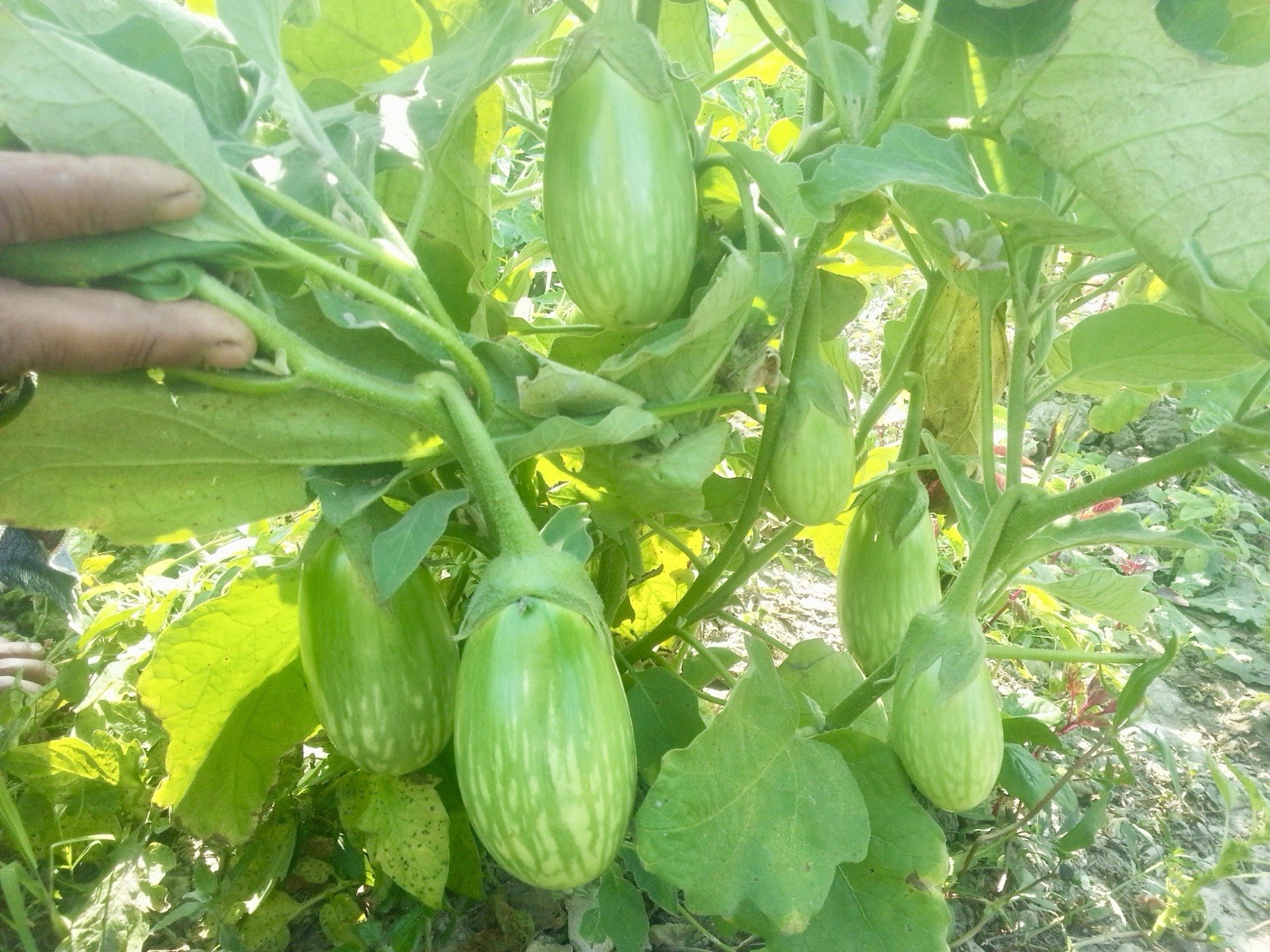 Brinjal Seeds – Green Ball For Planting 1 Gram Seeds