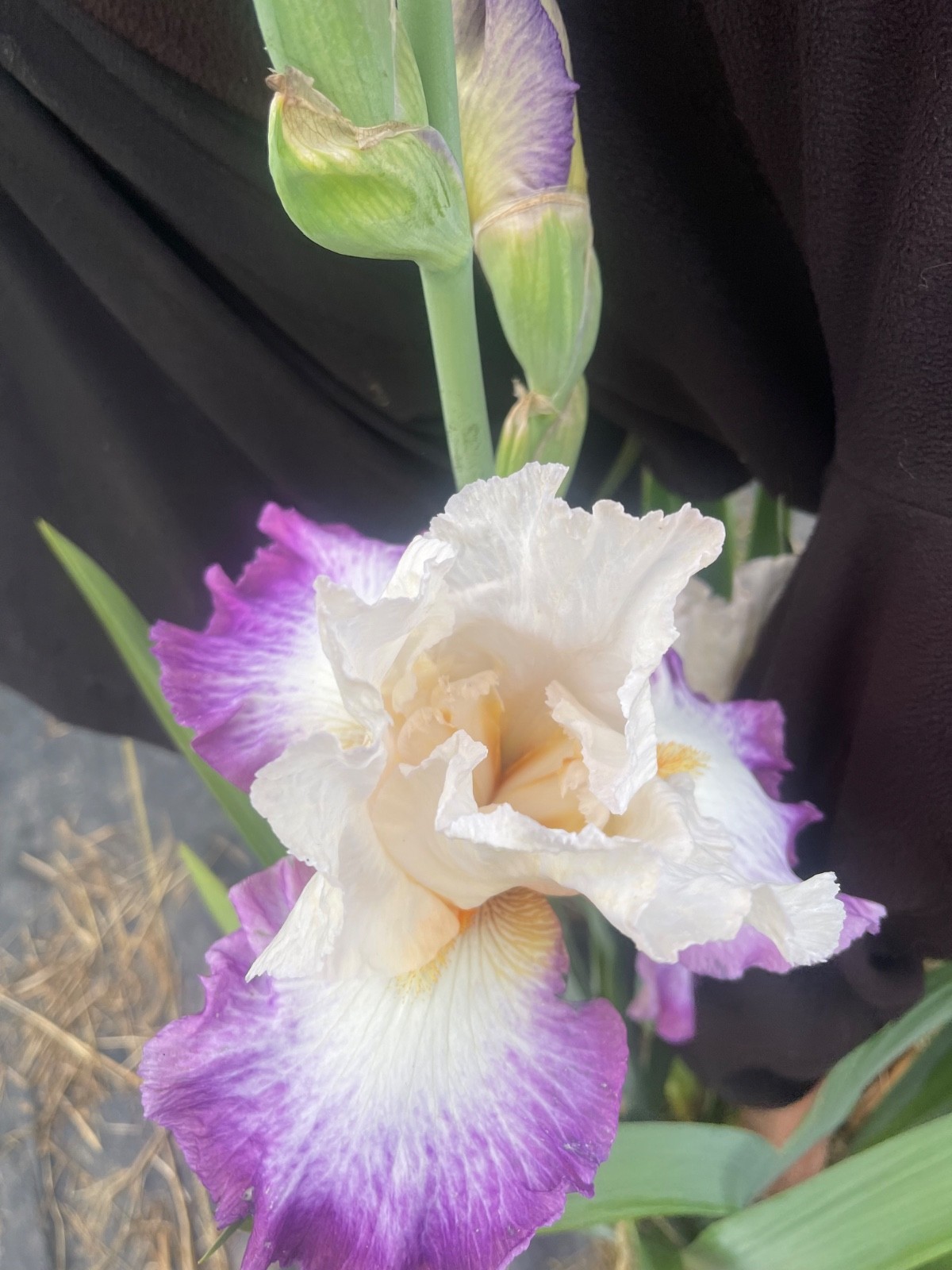 10 Fresh Dug Iris Rhizomes – Mixed Colors & Varieties