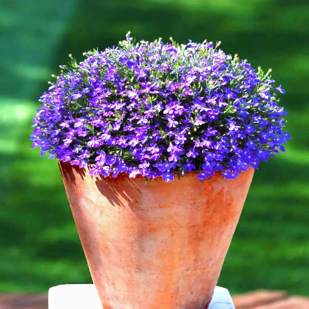 1000+ Mix Creeping Thyme for Planting, Thymus Serpyllum Heirloom, Ground Cover