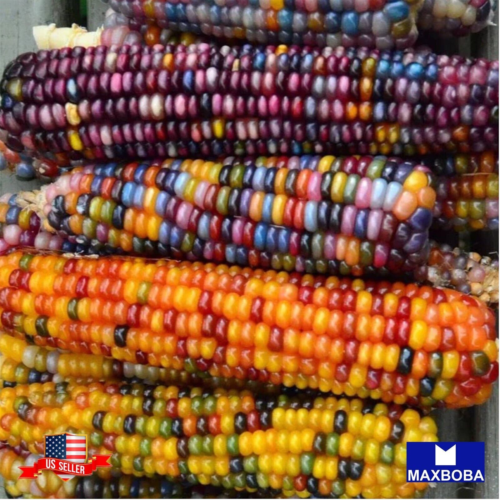 12 Corn Seeds Popcorn Glass Gem Colorful Rainbow Non-GMO Vegetable BOGO 50% OFF