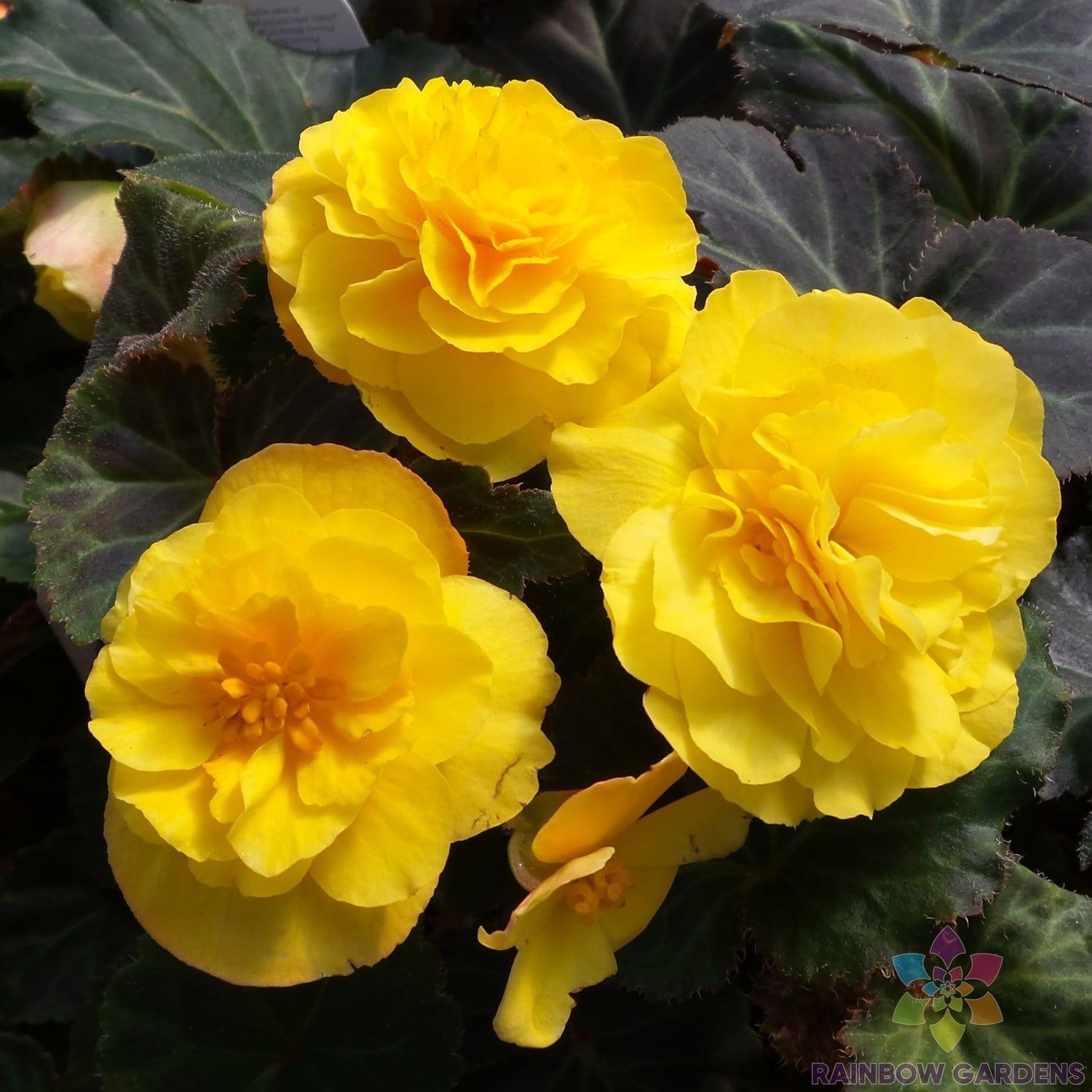 25+ Mocca Yellow Begonia Seeds for Garden Planting – USA – FREE SHIPPING!