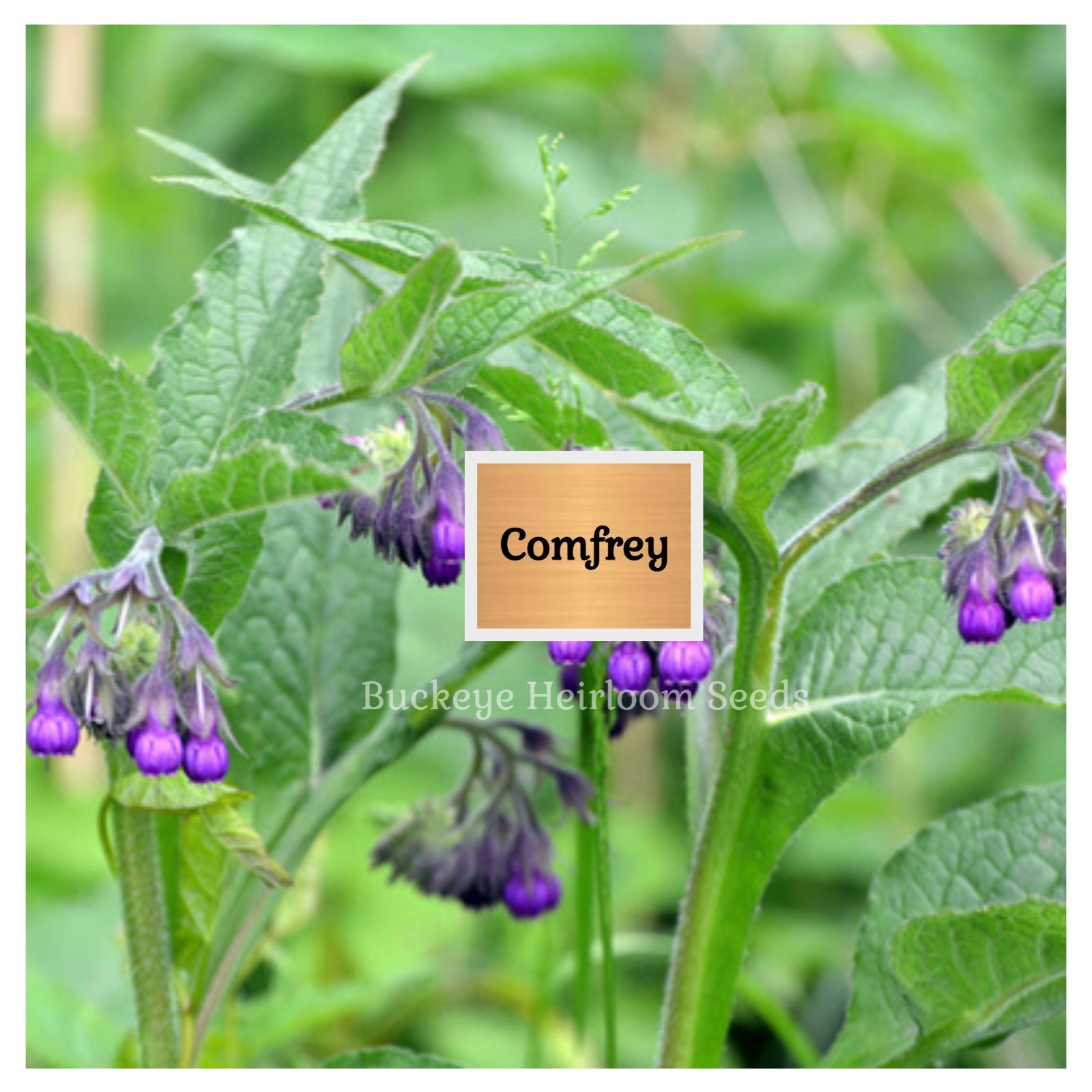 Comfrey – True Comfrey Seeds – Medicinal Herb – GMO Free (Symphytum Officinale)
