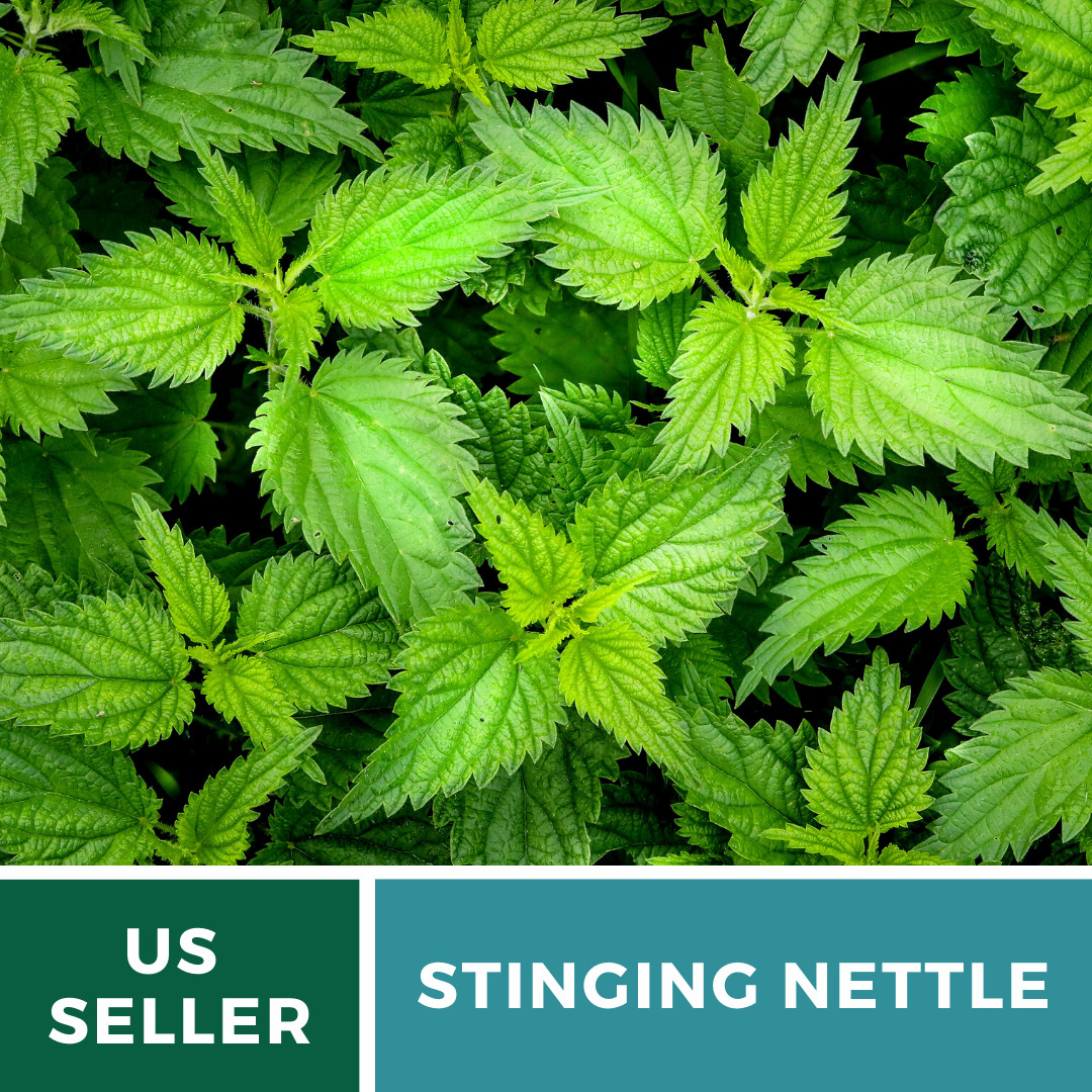 Stinging Nettle – 100 Seeds – Culinary& Medicinal Herb – GMO Free -Urtica Dioica