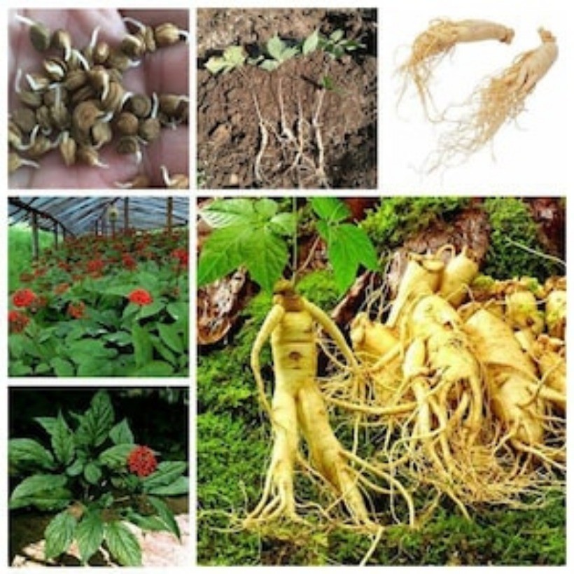 100 PCS Premium Appalachian Ginseng Seeds Fresh, High-Quality root seeds
