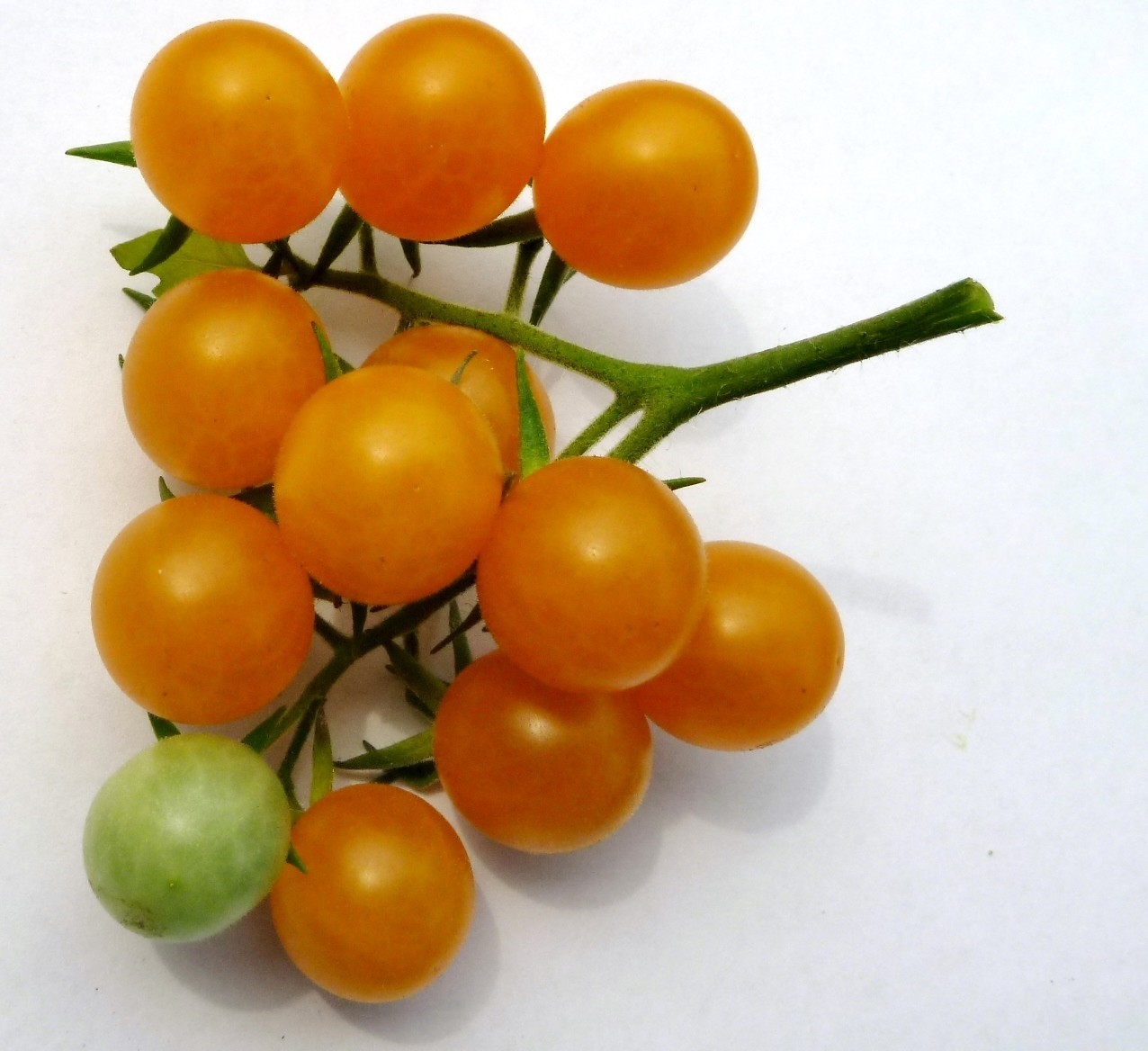 Wild Galapagos Tomato (Solanum Cheesmaniae) Prolific Disease Resistant 25+ Seeds
