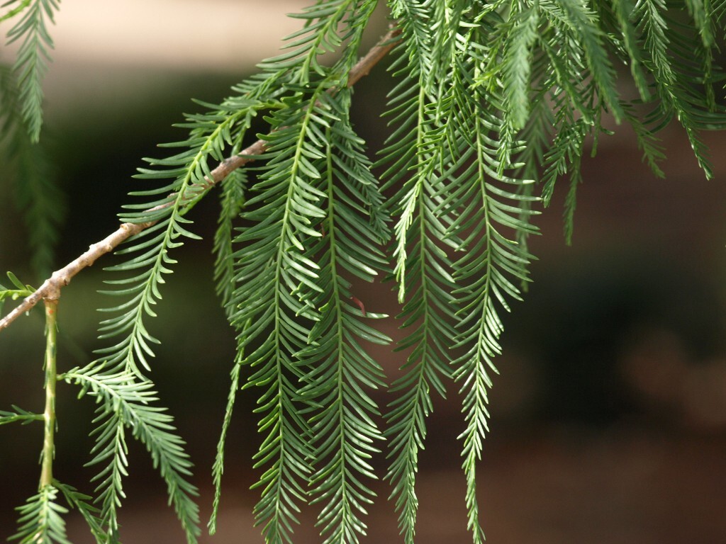 Montezuma Cypress Tree | Premium Seeds | Taxodium mucronatum | Plants’®