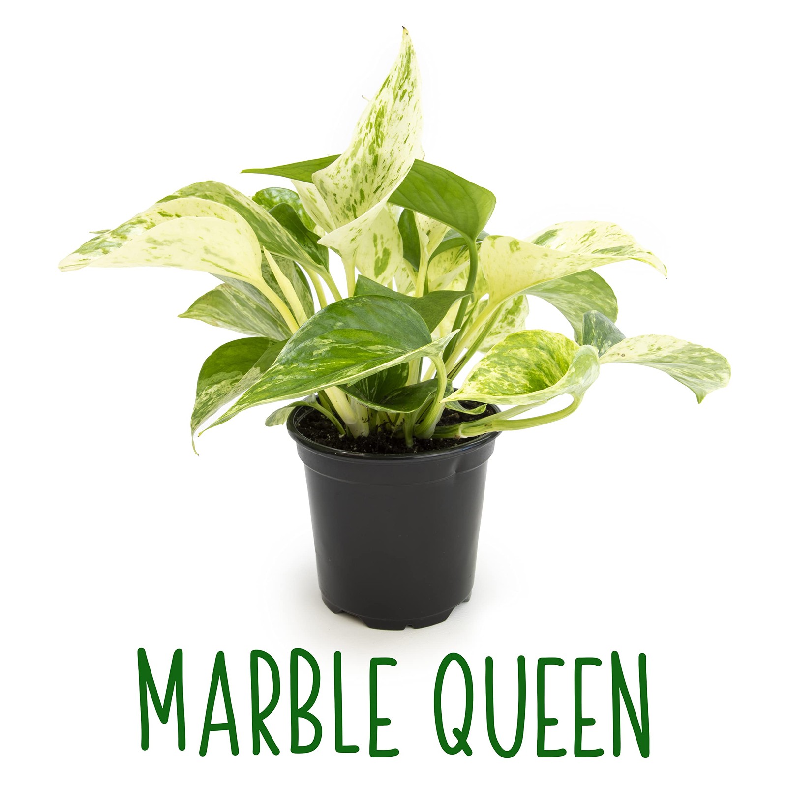 Live Pothos Plants 4PK Indoor Plants Live Houseplants Pothos Live Plant Hous…