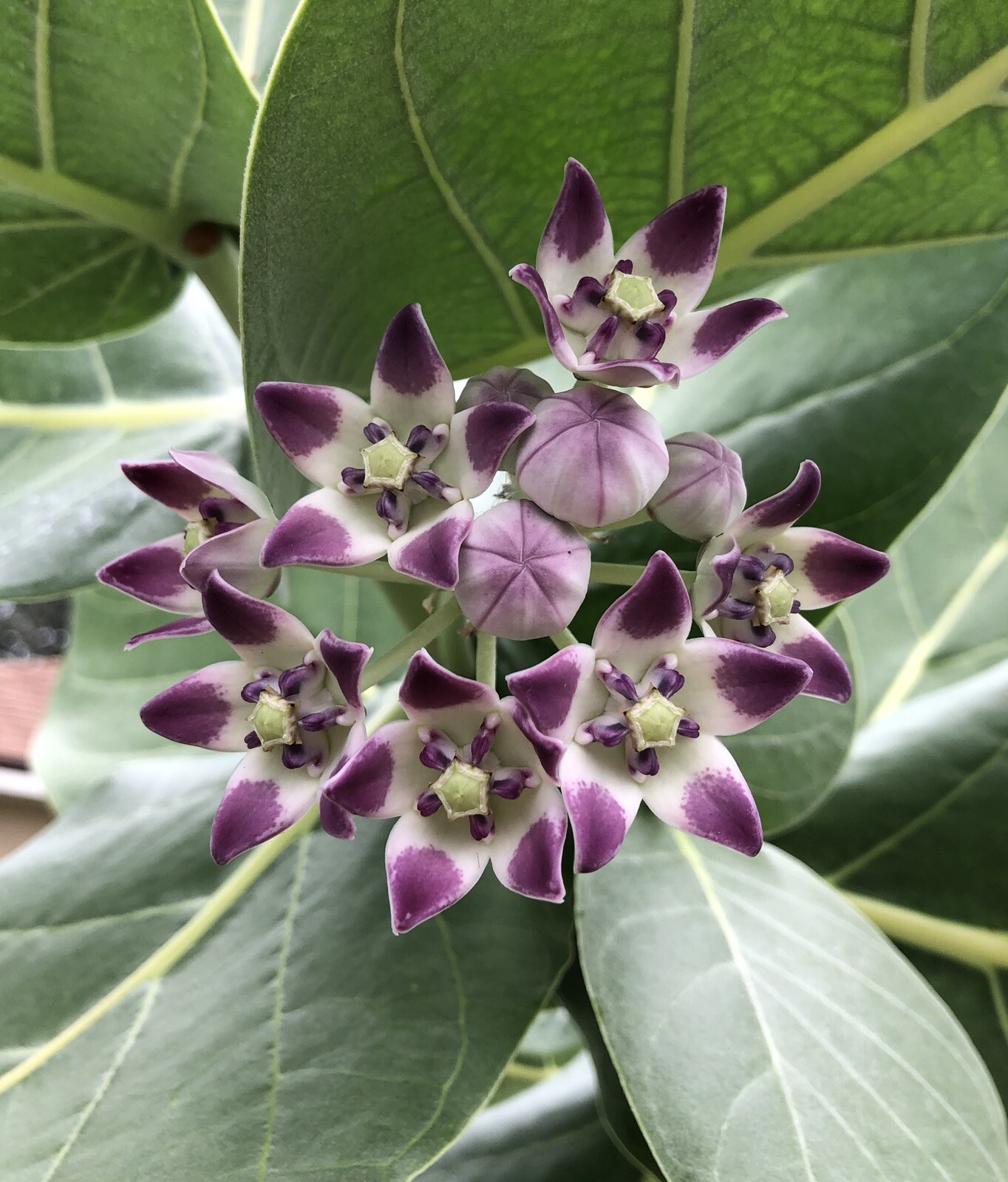 10 Fresh Calotropis Procera Seeds Crown Flower Giant Purple Milkweed Monarch
