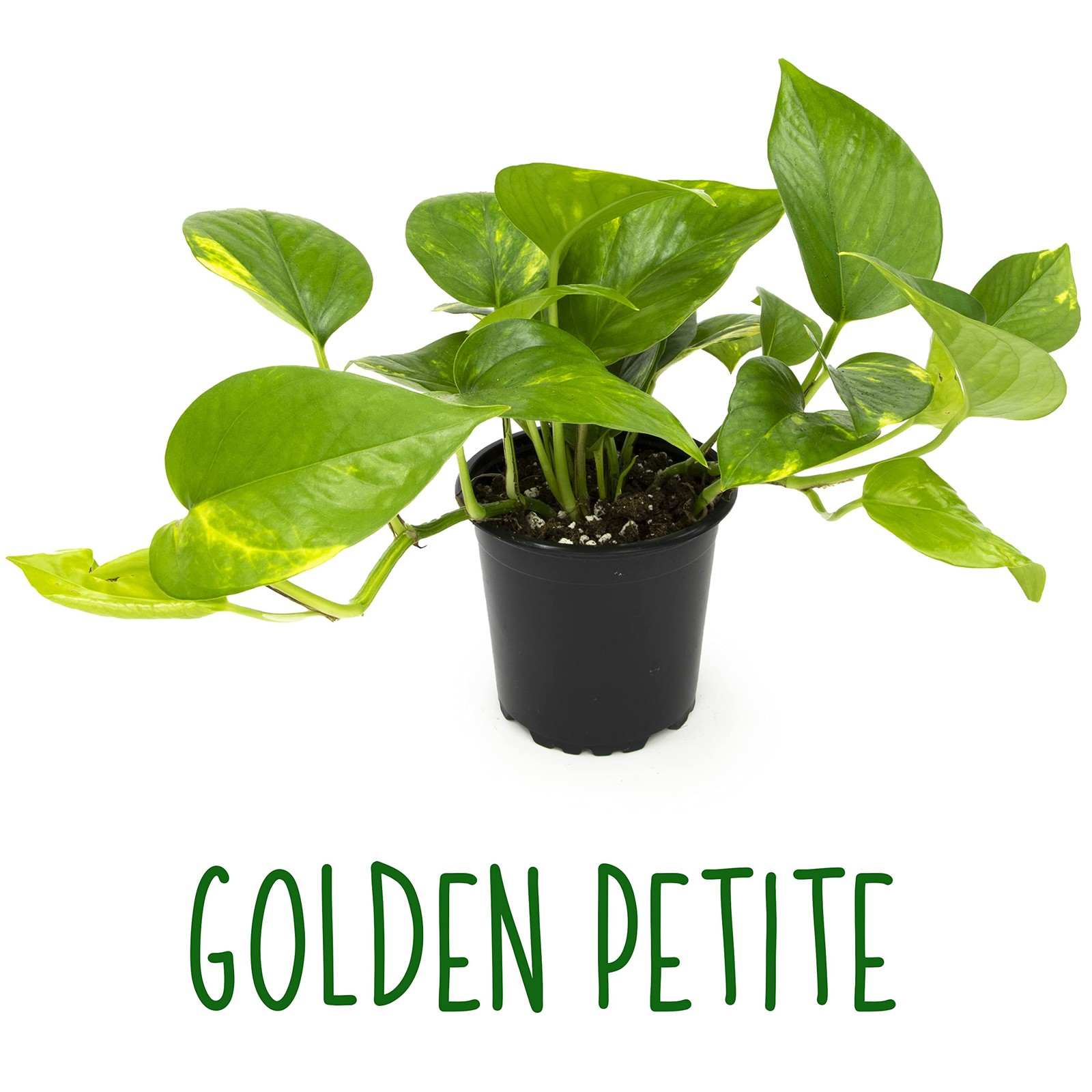 Live Pothos Plants 4PK Indoor Plants Live Houseplants Pothos Live Plant Hous…