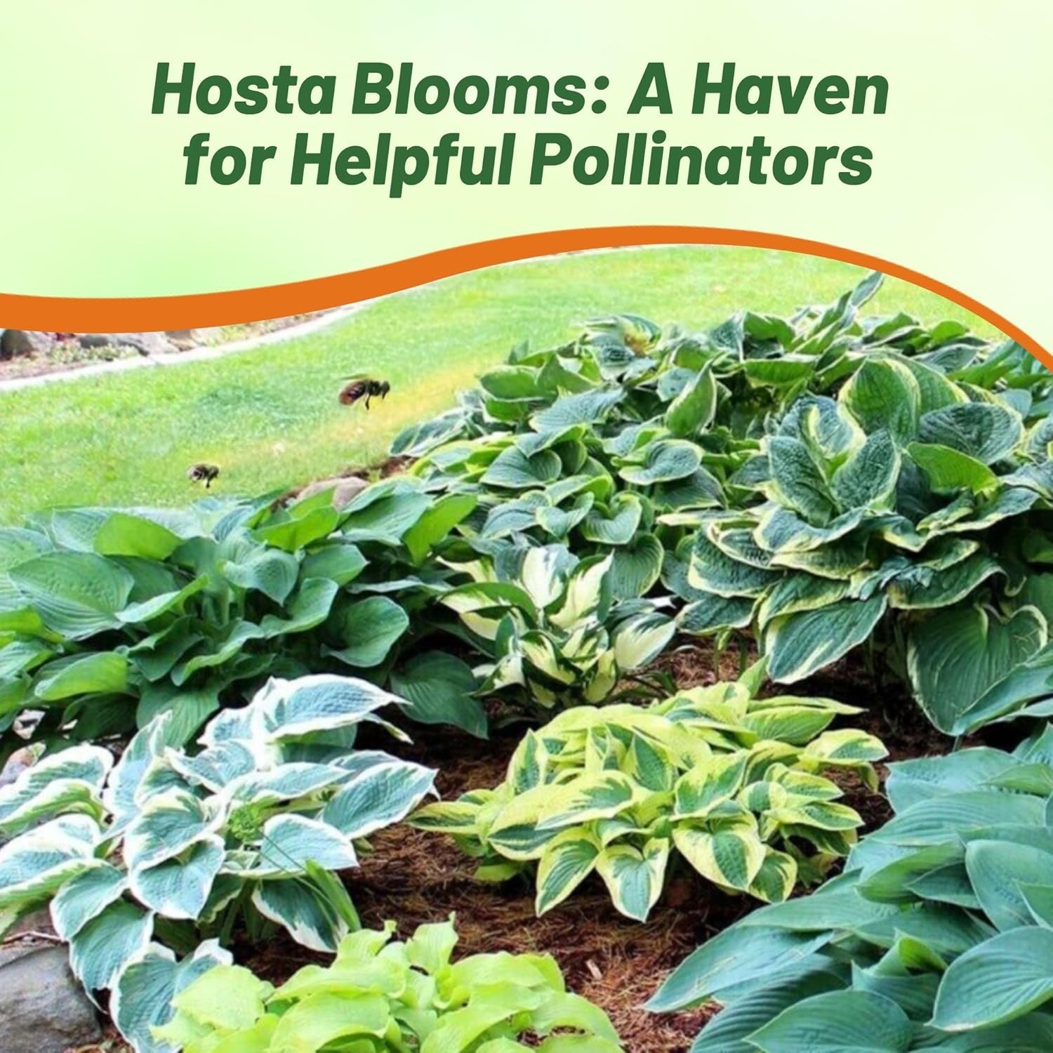 Low Maintenance Hosta Seeds – 50 Pcs. for Shade Gardens with -Round Elegance