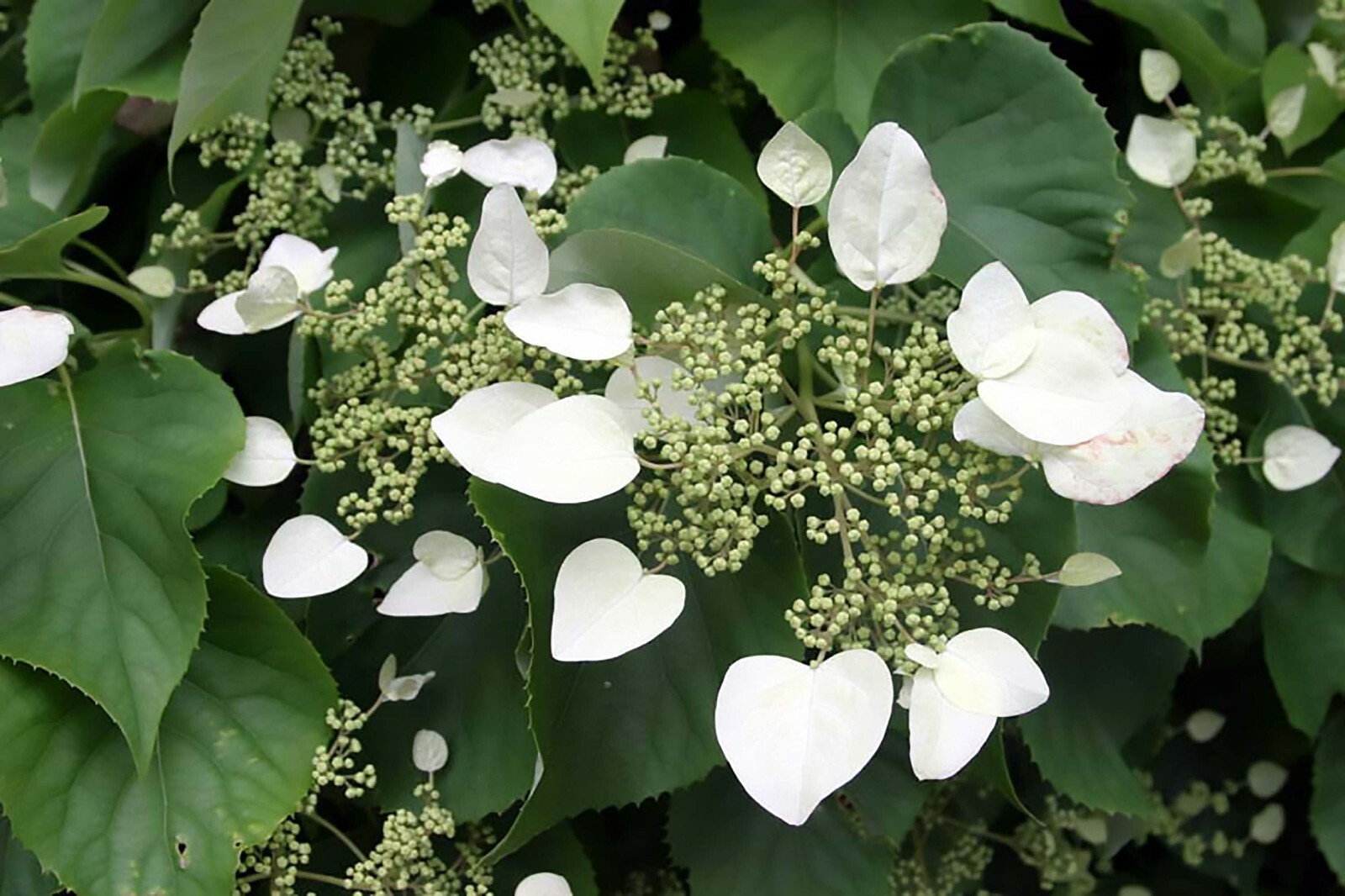 Climbing Hydrangea, Hydrangea anomala petiolaris, Vine Seeds, (Showy, Fragrant)
