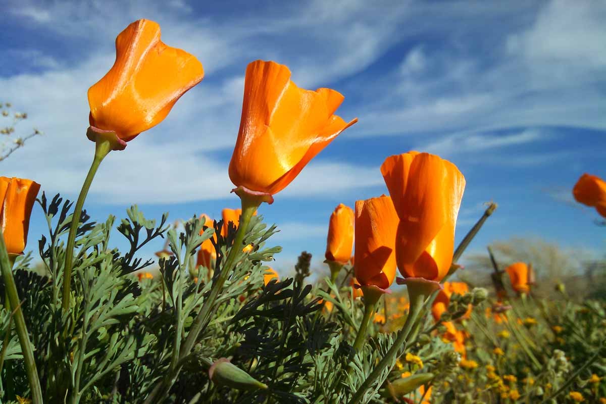 Giant Orange California Poppy Seeds | Sun Gold Poppies Garden Flower Seed 2024