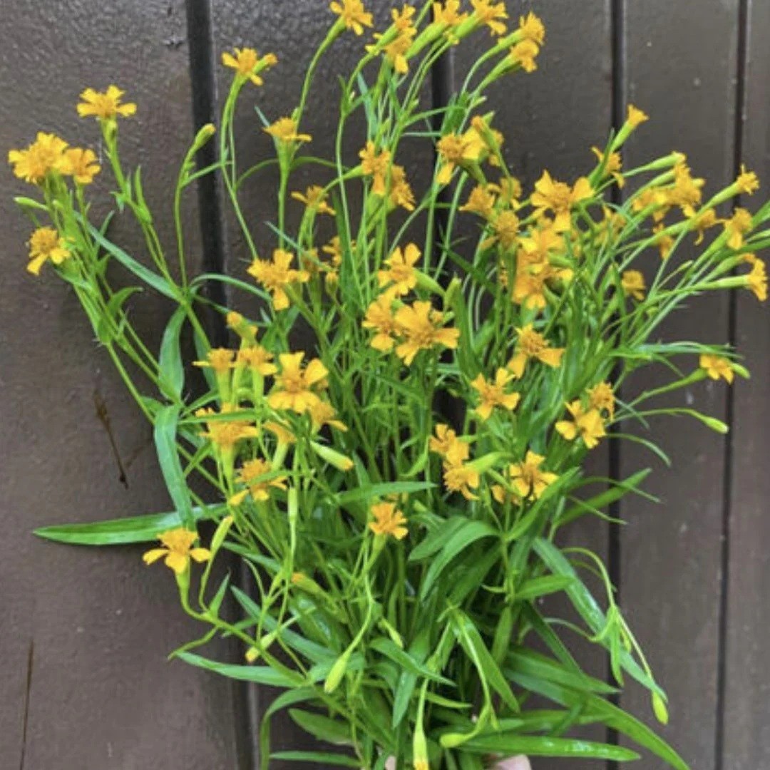 Russian Tarragon select quantity: 100 – 5000 Seeds Herb Dragon Wort Culinary