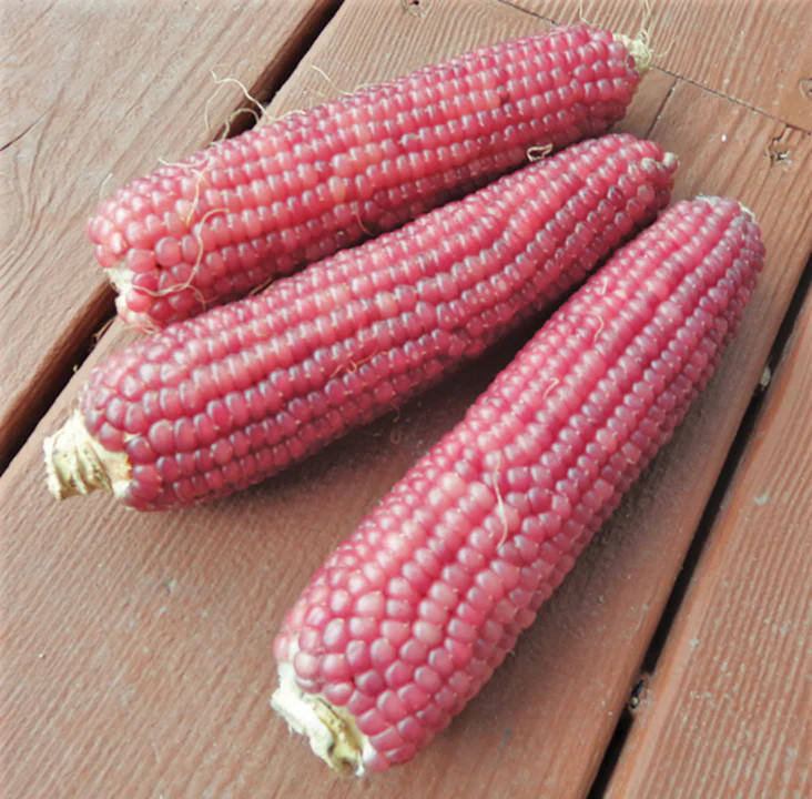 Pink Glass Gem Ornamental Corn Seeds | Neon Early Pink Pearl Popcorn Seed 2024