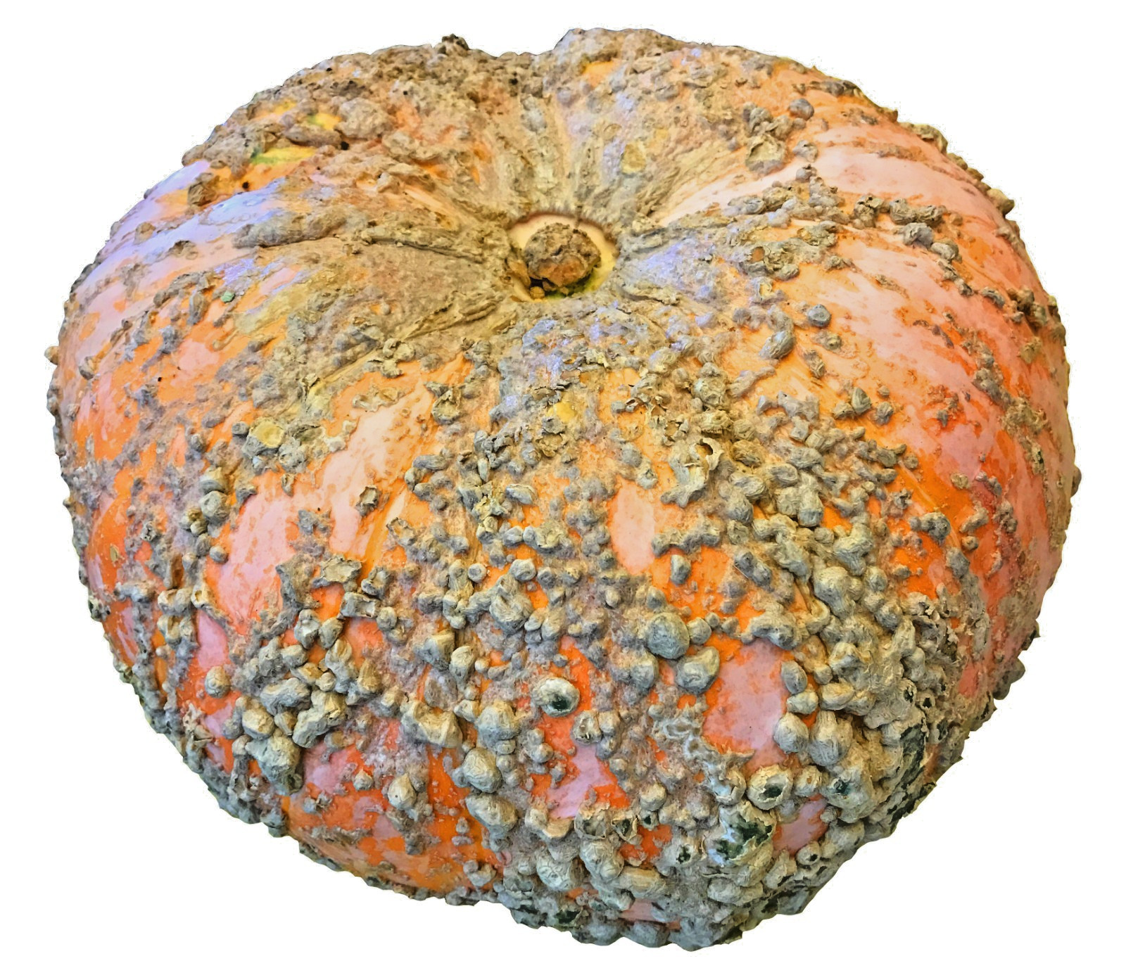 peanut pumpkin 15 seeds Galeux D’Eysines french winter squash