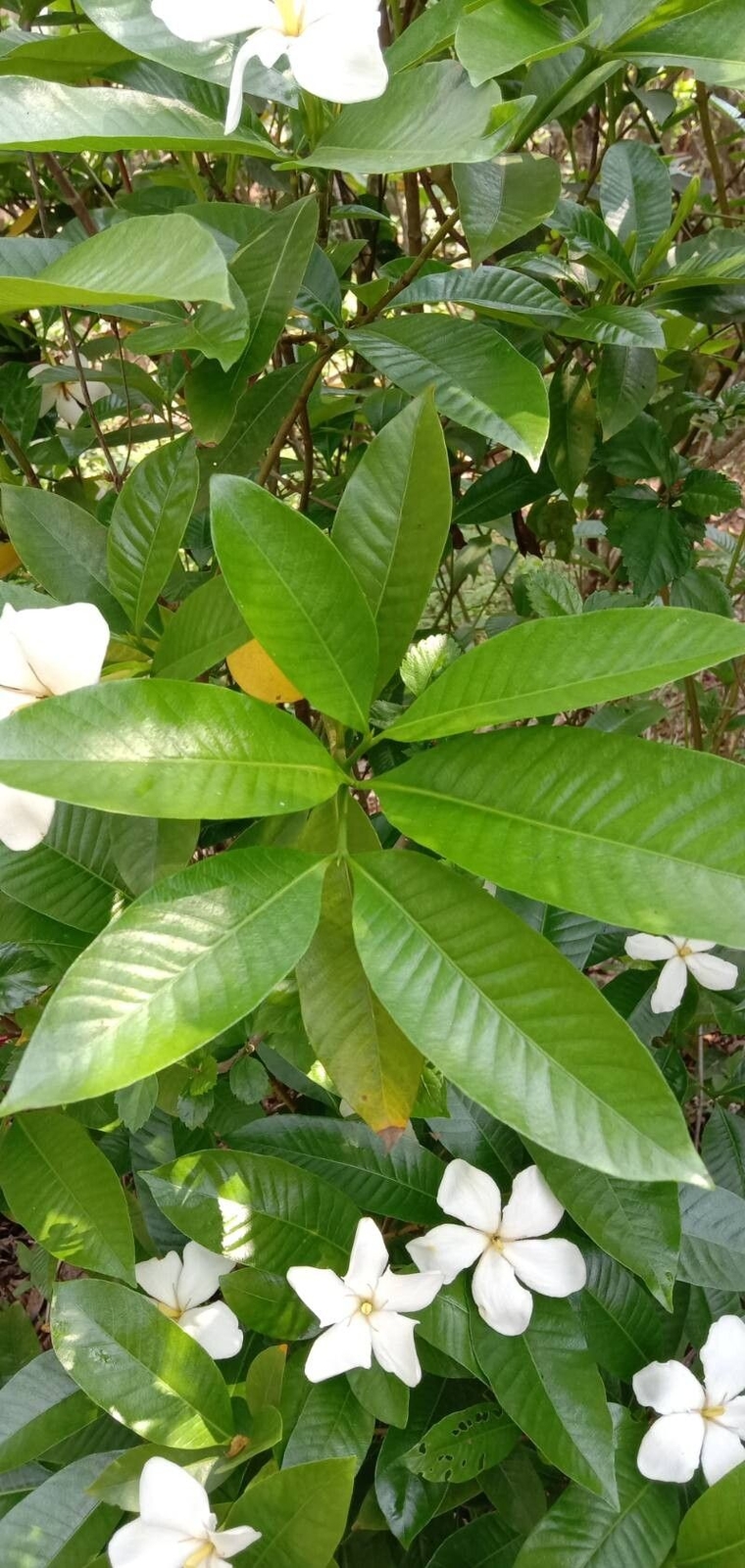 Gardenia gummifera GUMMY GARDENIA Seeds!