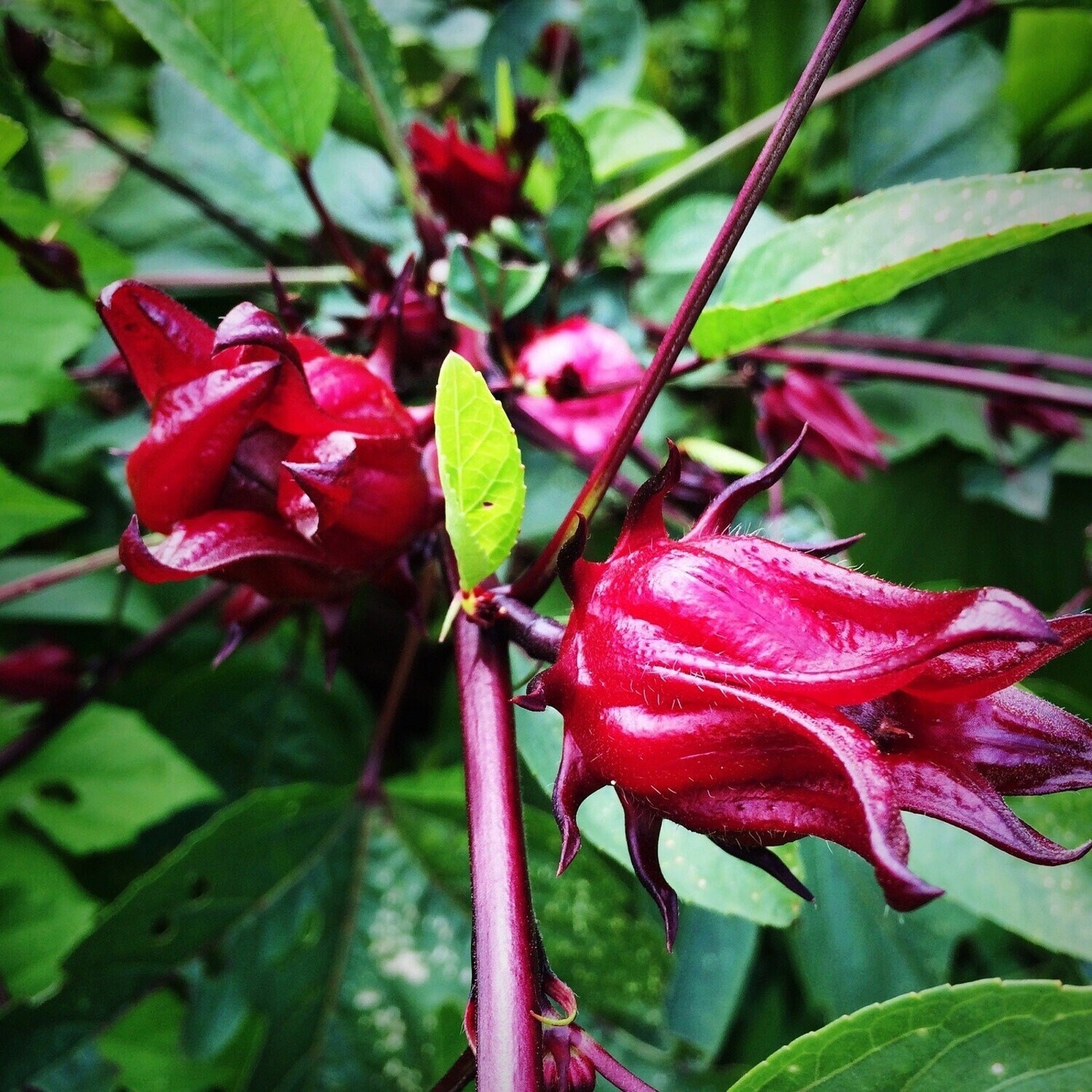 Red Hibiscus Roselle Asian Sour Leaf Seeds Non GMO Heirloom Herb Tea – 25