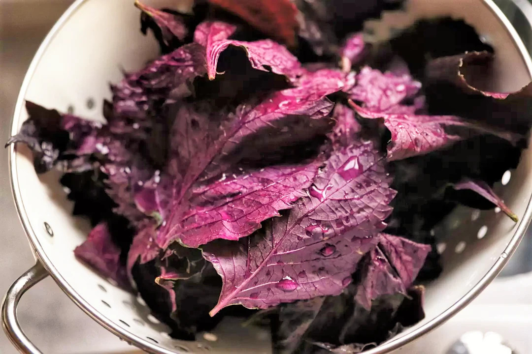 Purple Perilla Seeds | Japanese Red Shiso Aka Asian Mint Basil Herb Seed 2024