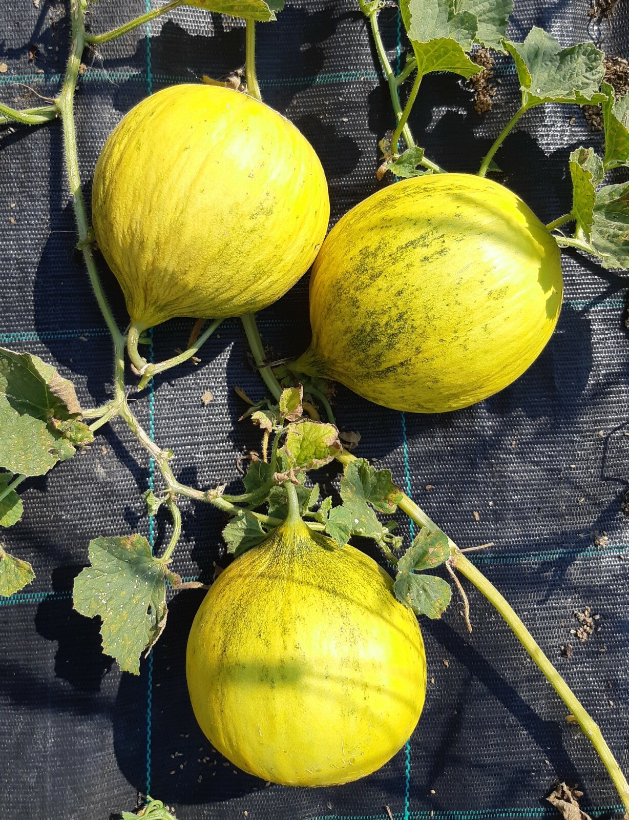 Casaba Melon, Golden Beauty, NON-GMO, Muskmelon, Variety Size Packets, FREE SHIP