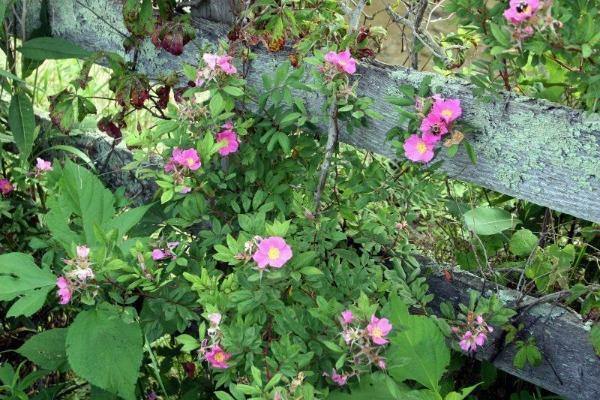Rosa carolina | Pasture Rose | Carolina Rose | Wild Rose | Sand Rose | 10 Seeds
