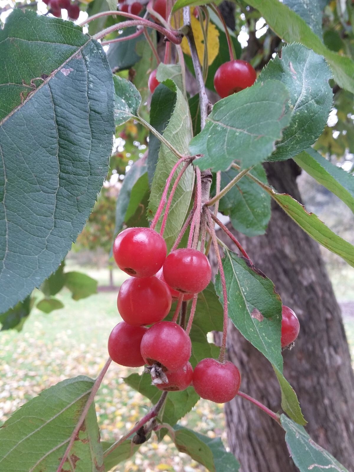 Siberian Crab Apple Tree | Premium Seeds | Malus baccata ‘Spring’ | Plants’®