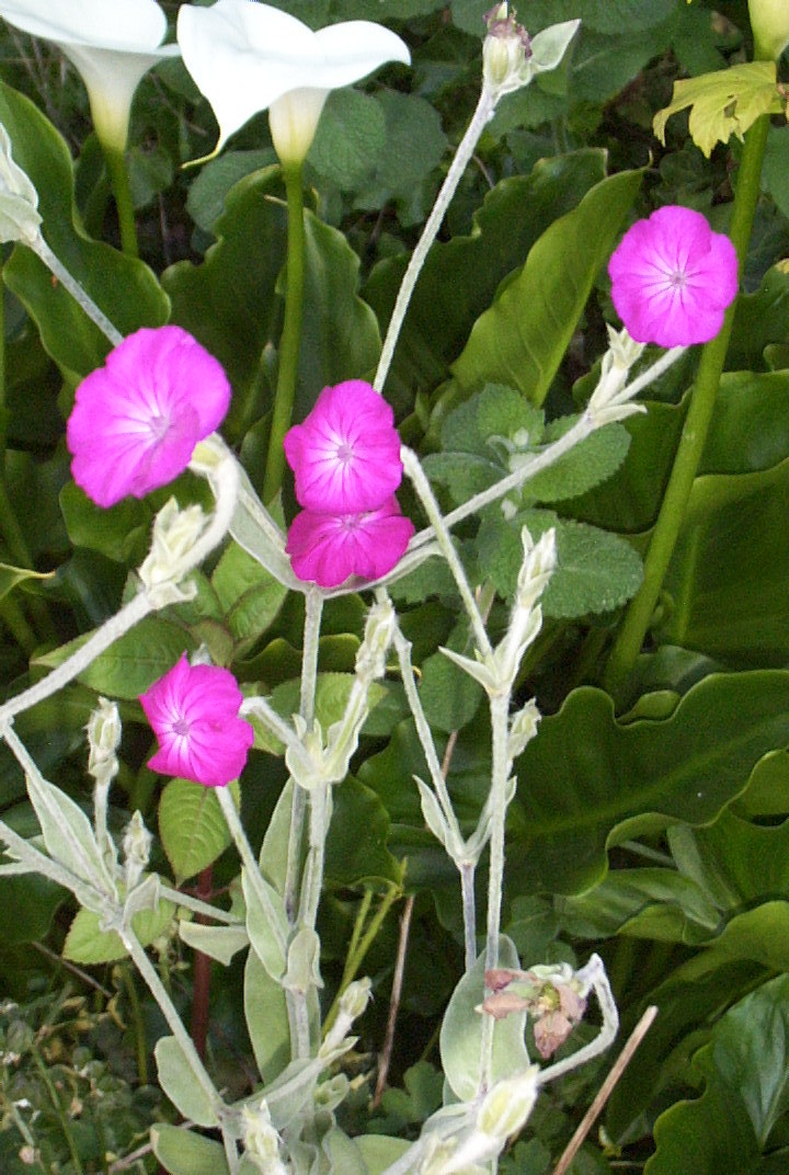 ROSE CAMPION 155 SEEDS, MAGENTA FLOWERS, FUZZY WHITE LEAVES, LYCHNIS CORONARIA