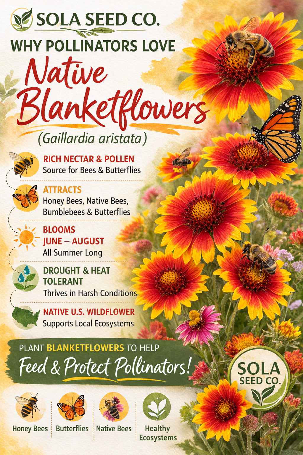 200 Blanketflower Seeds, Gaillardia aristata, Native Pollinator Wildflower