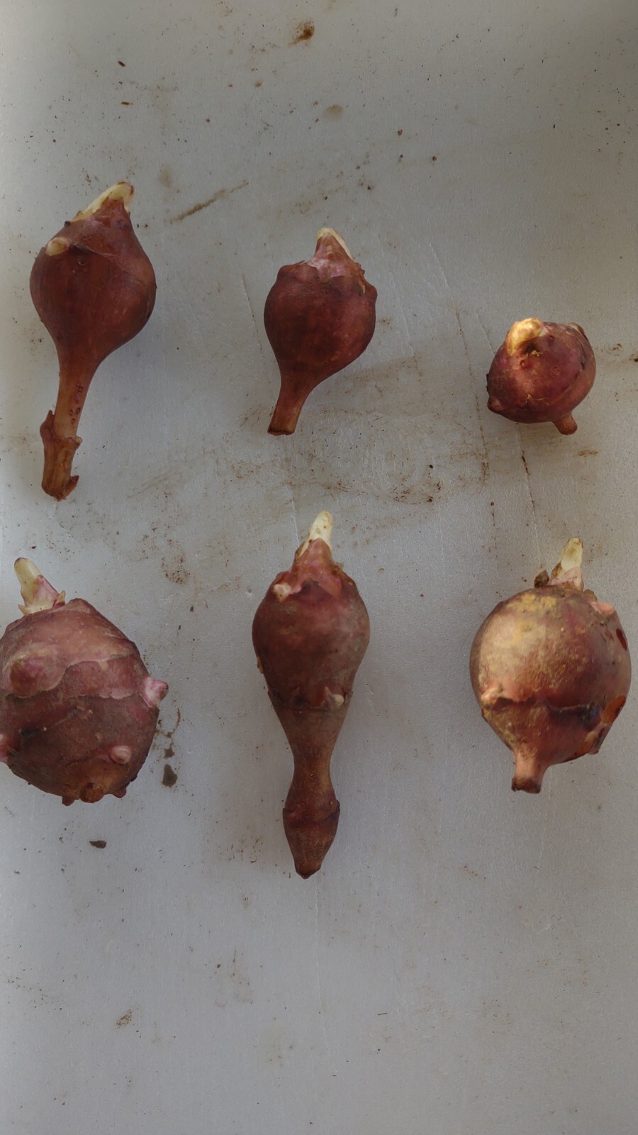 10 Very Small red organic Jerusalem Artichoke Tubers FOR PLANTING