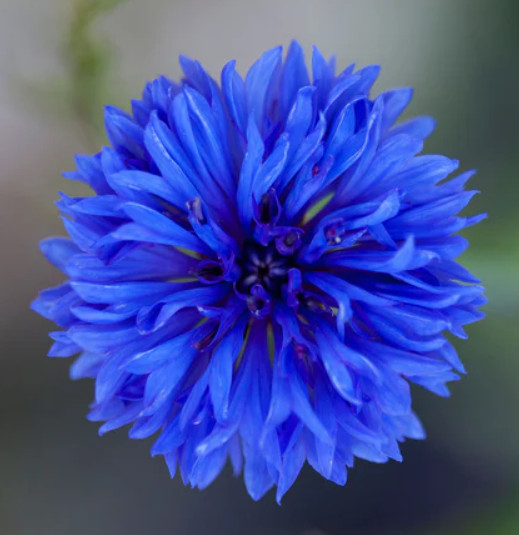 CORNFLOWER Bachelor Button Landscaper’s Bulk Pack Heirloom Non-GMO 1500 Seeds!