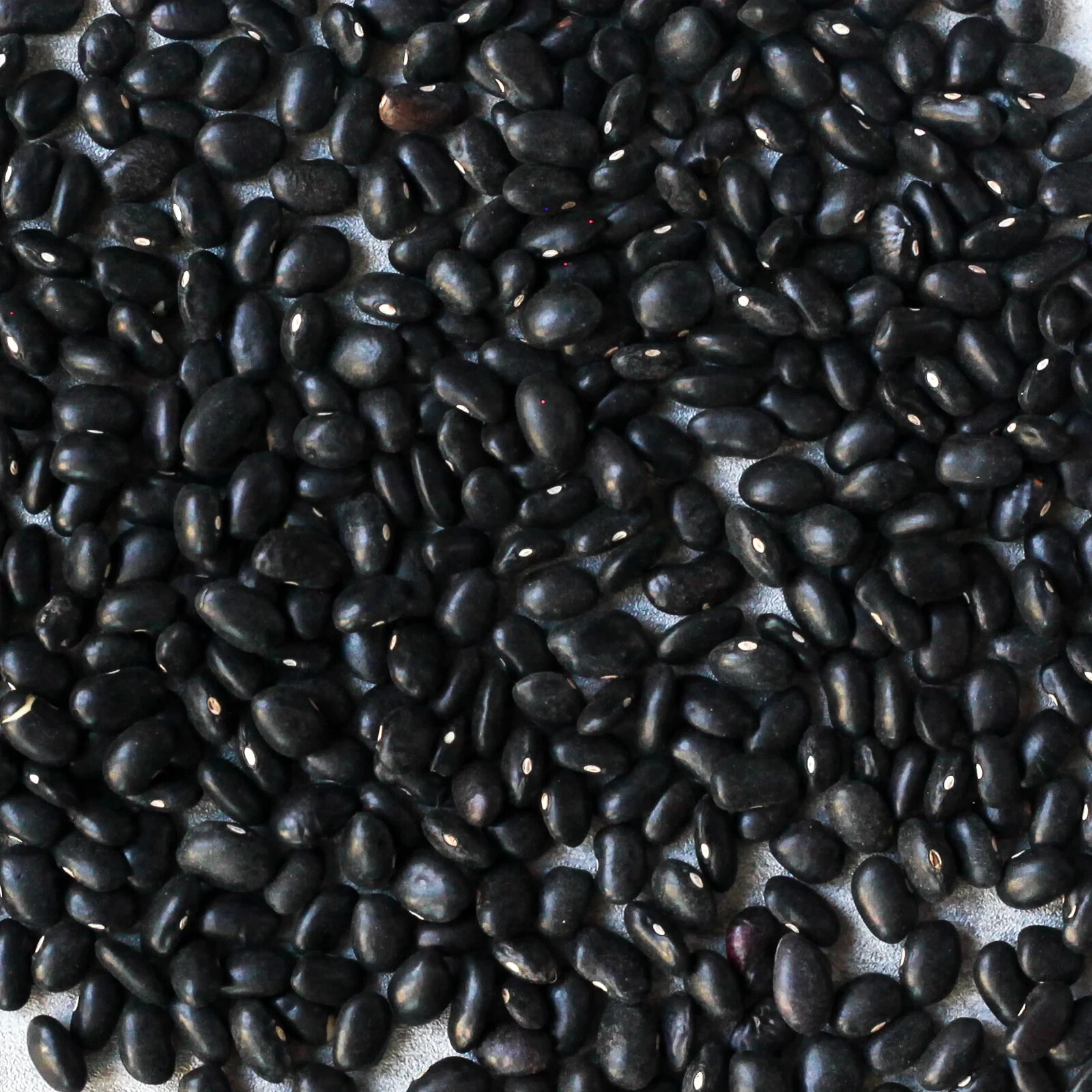 Oaxacan Black Bean Seeds (30) / ORGANIC / MEXICAN CUISINE / BUSH BEAN