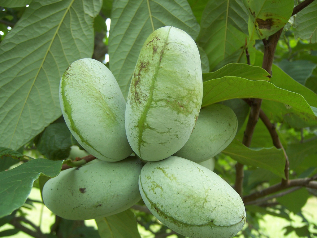 Asimina triloba ‘KSU – Benson’ grafted 8-12 inches tall plant Poor Banana Papaw