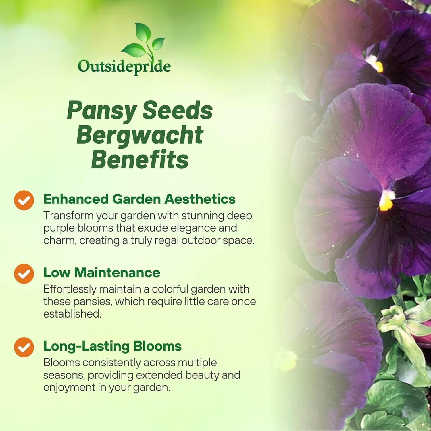 2000 Seeds Swiss Giant Pansy Flower Seeds – Growing Pansies From Seeds