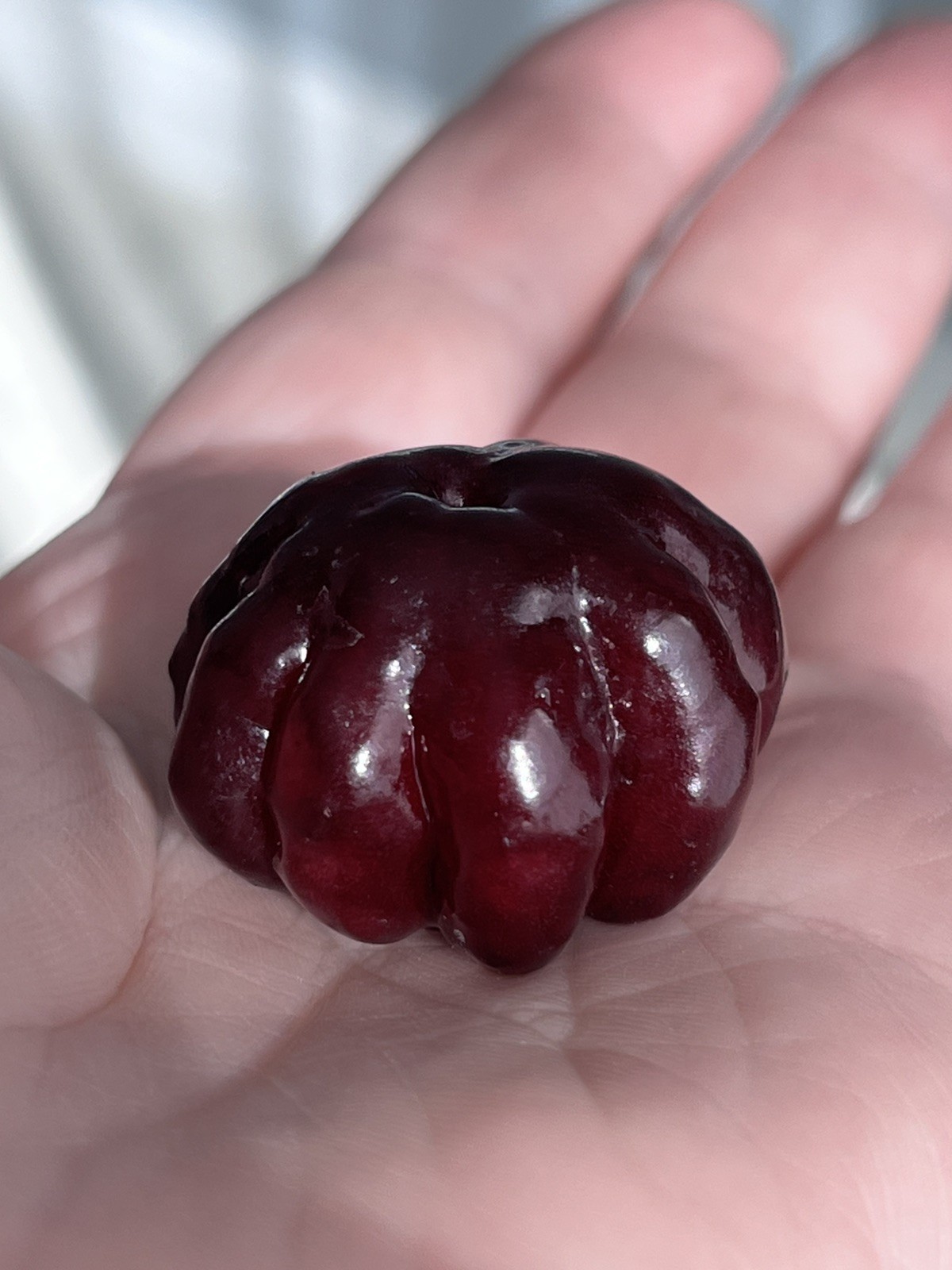 20 FRESH BLACK SURINAM CHERRY SEEDS – UNIFLORA – BEST SELLER!