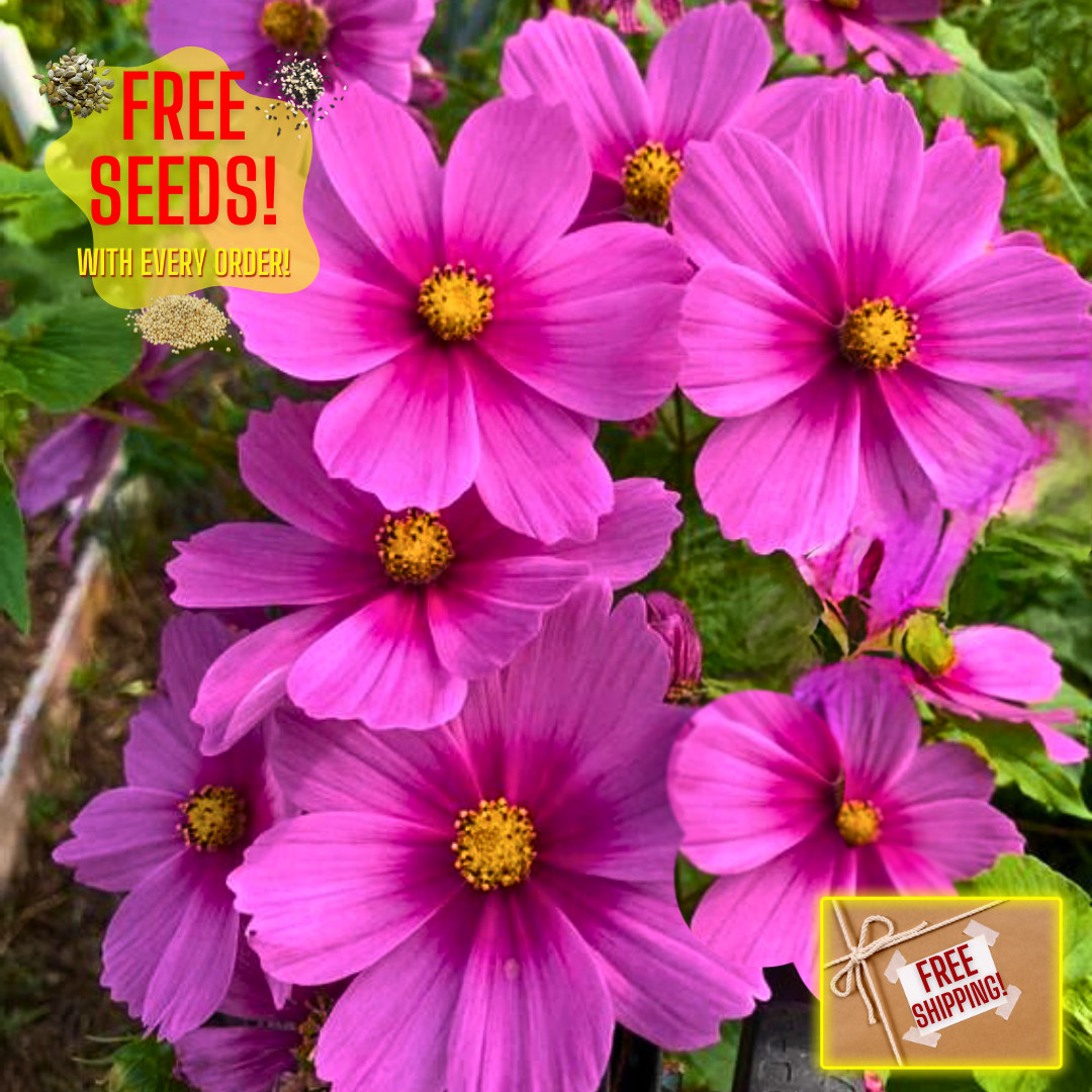 Fresh Beautiful Cosmos Seeds | Radiance | Heirloom Non-GMO | Flower Seeds