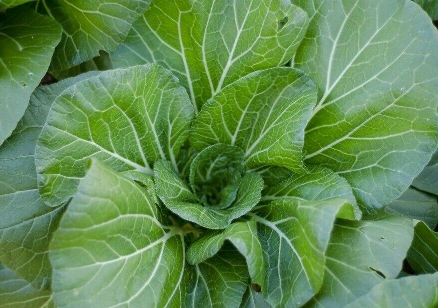 VATES COLLARD GREENS SEEDS 300+ garden VEGETABLES salad COOKING FREE SHIPPING