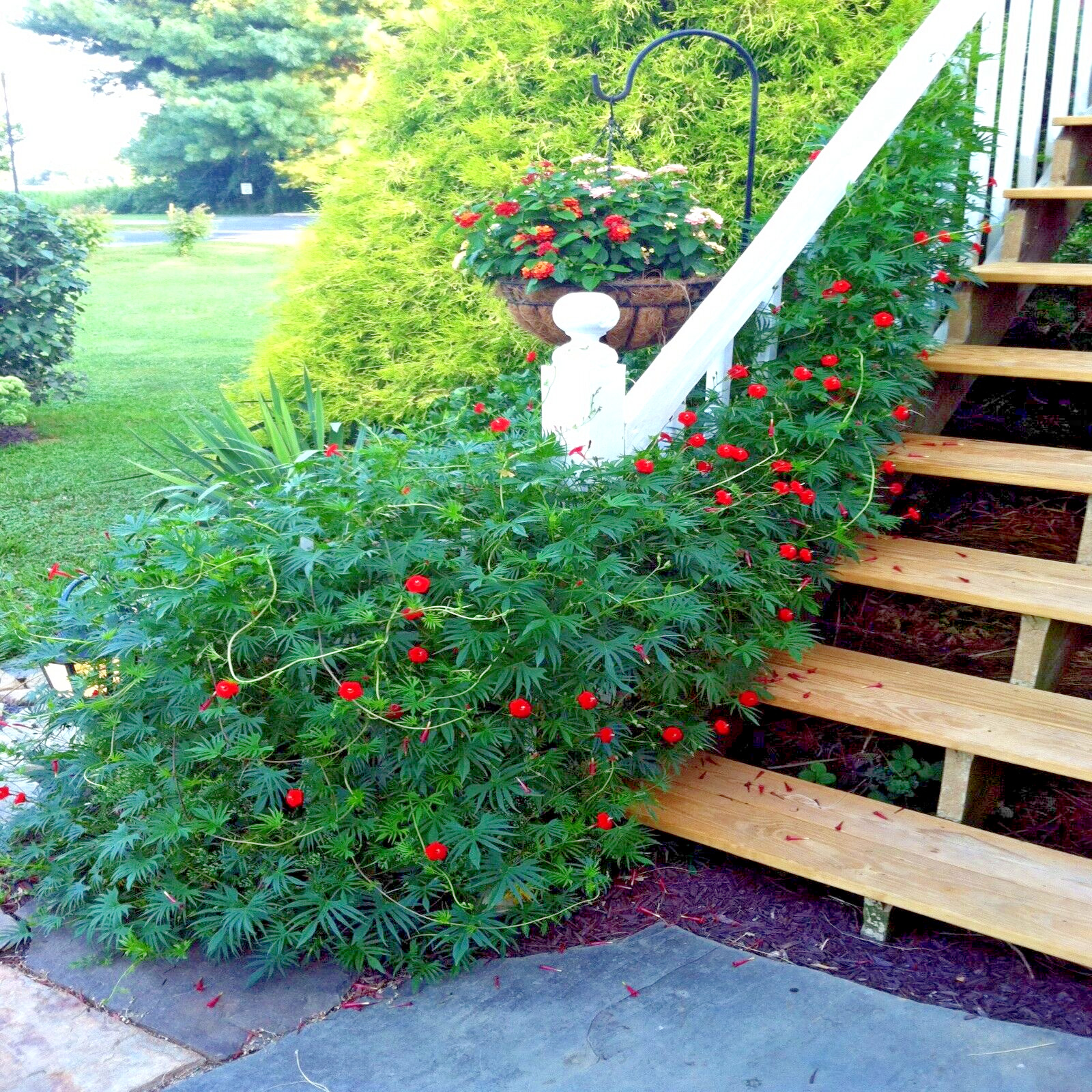 50 STAR GLORY SEEDS Cardinal Creeper Vine Flower Plant Butterflies Hummingbirds