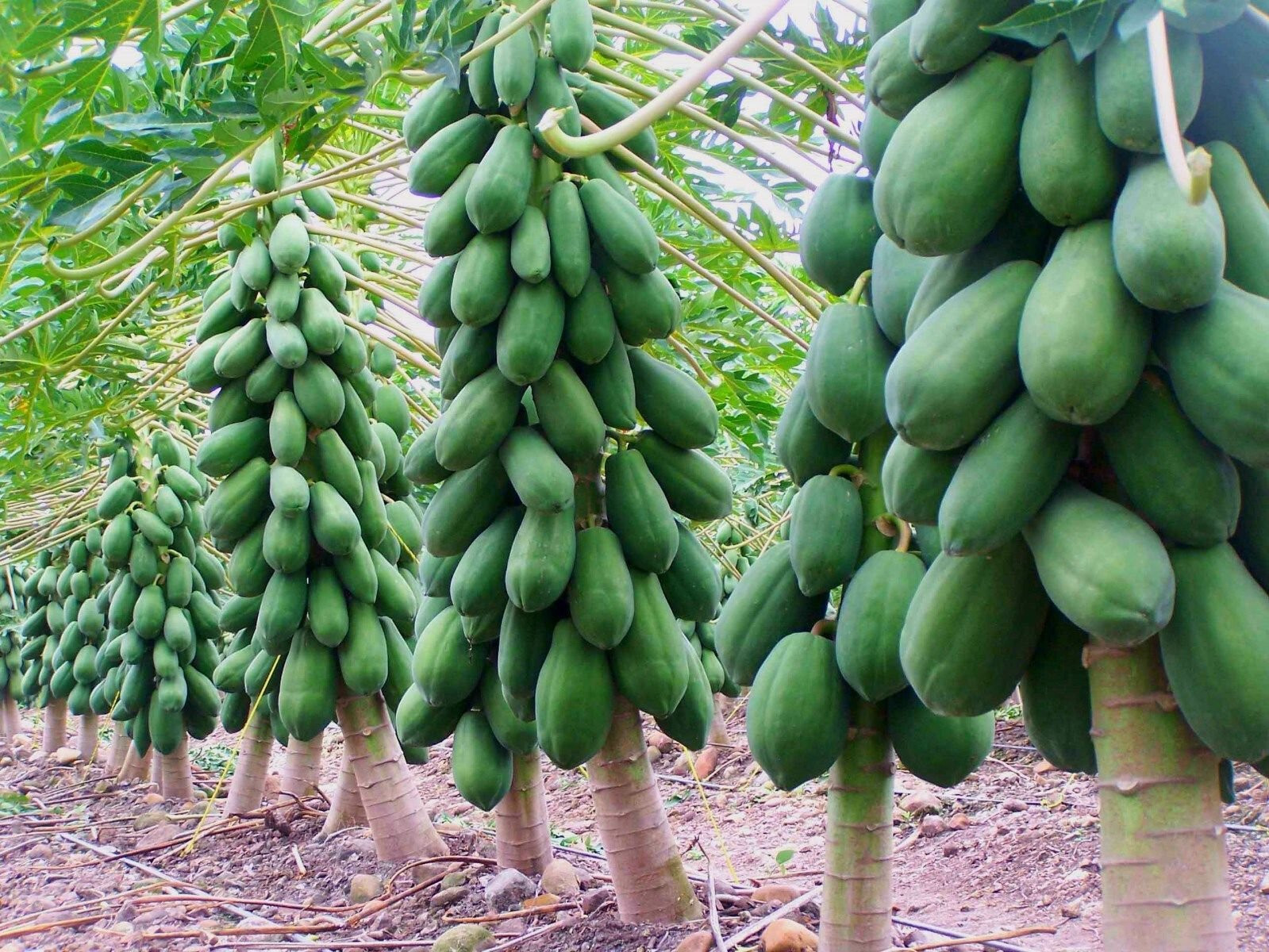 Papaya (Maradol) Seeds (15) / ORGANIC / FLORIDA GROWN / TROPICAL FRUIT