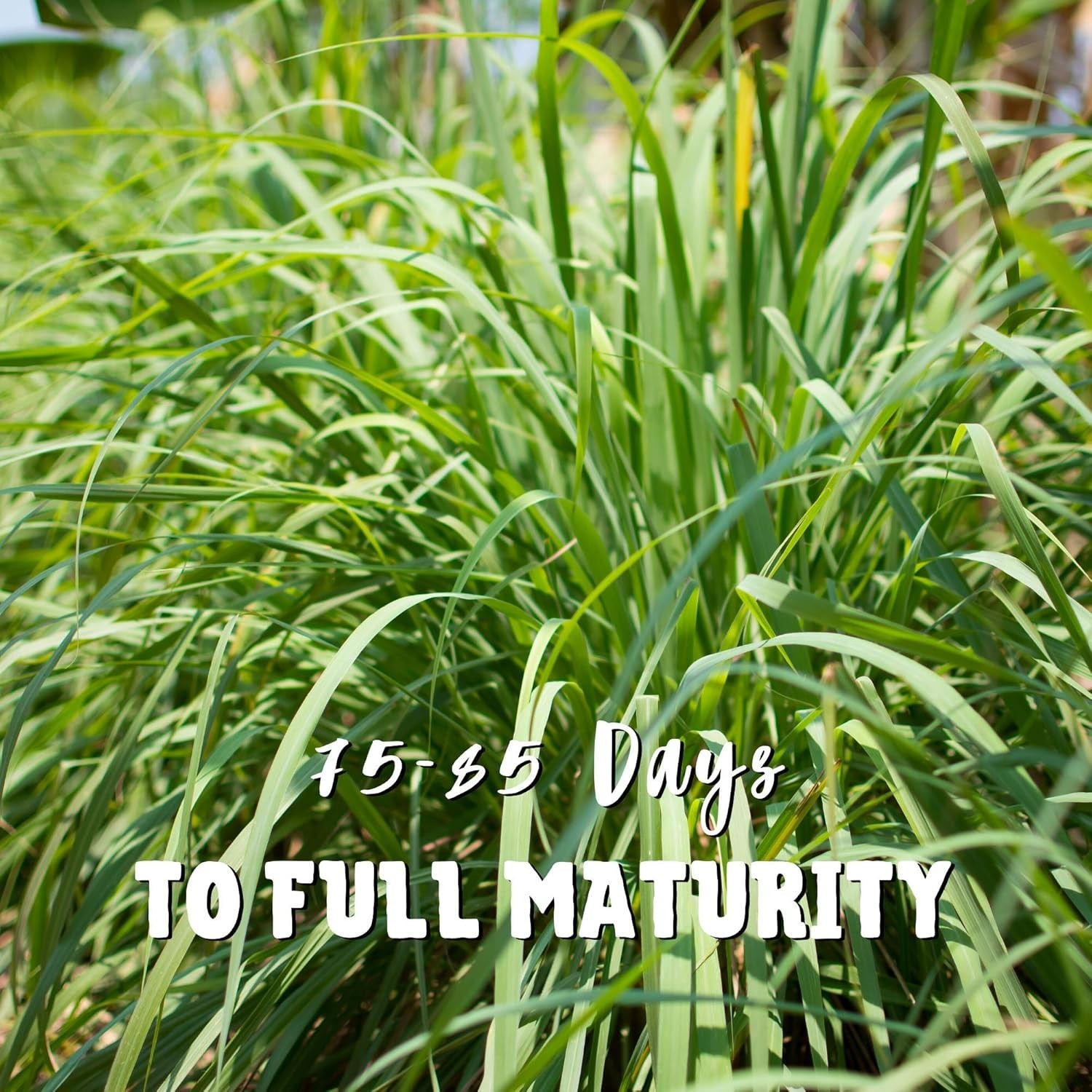 250 Mg Non-GMO Heirloom Lemongrass Seeds for Culinary Garden – Fragrant & Fresh