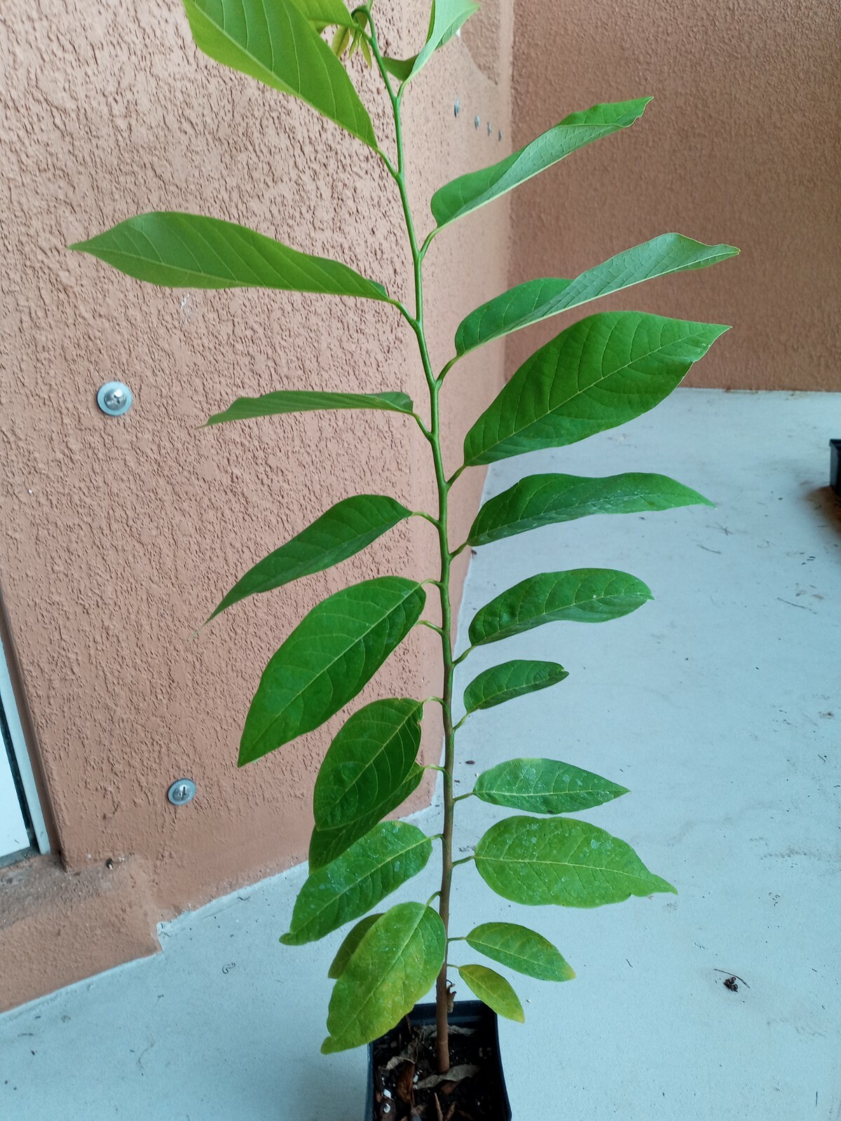14″-18″ Apple Sugar Seedling ,Annona Squamosa Custard, Na Dai, Mãng Cầu Dai
